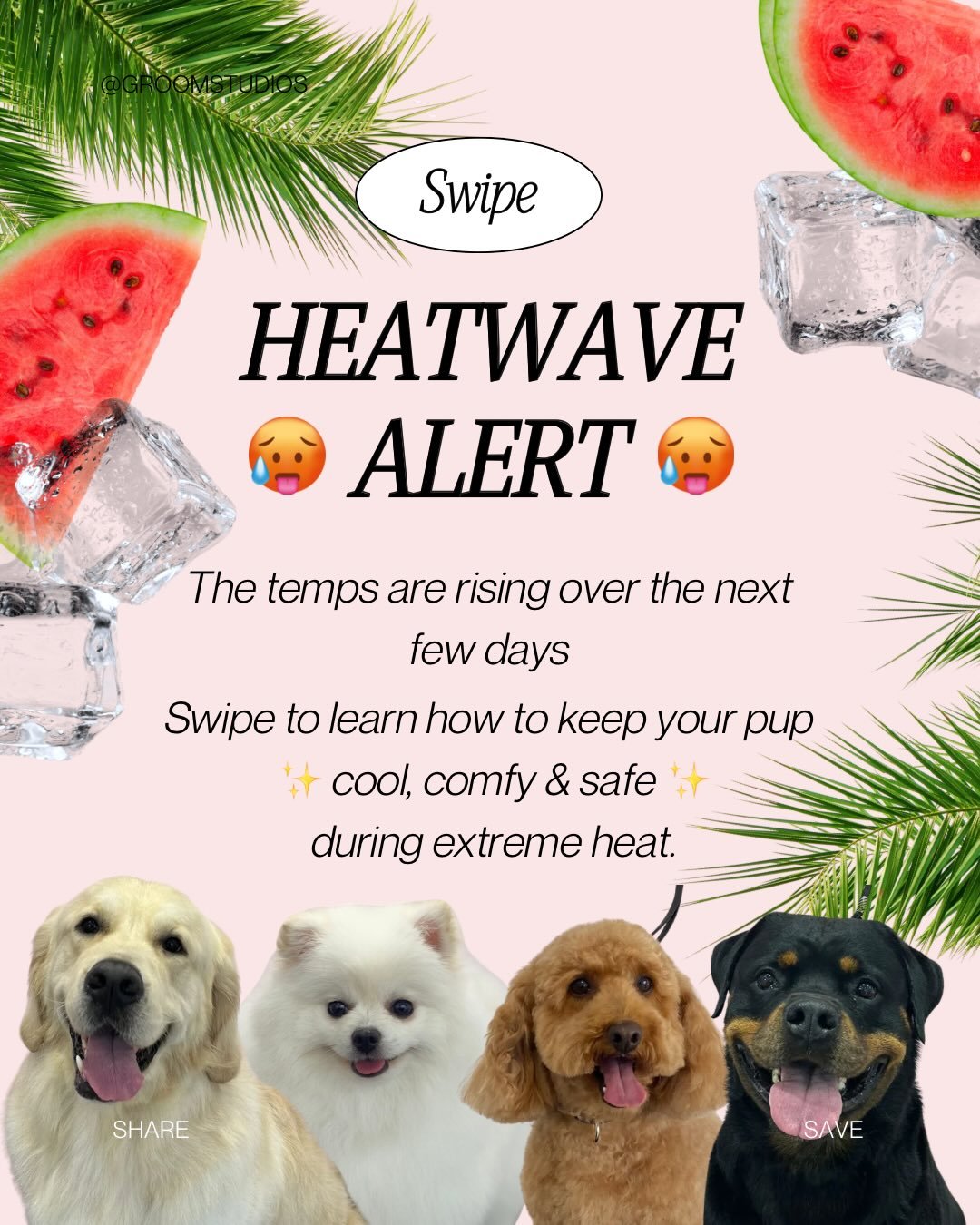 🚨 HEATWAVE INCOMING 🚨
If it&rsquo;s hot for you it&rsquo;s WAY hotter for your dog. 🥵🐶
Every summer, dogs end up at the vets because their humans didn&rsquo;t realize how fast heatstroke can happen. And the scary part? It can happen in minutes.
B