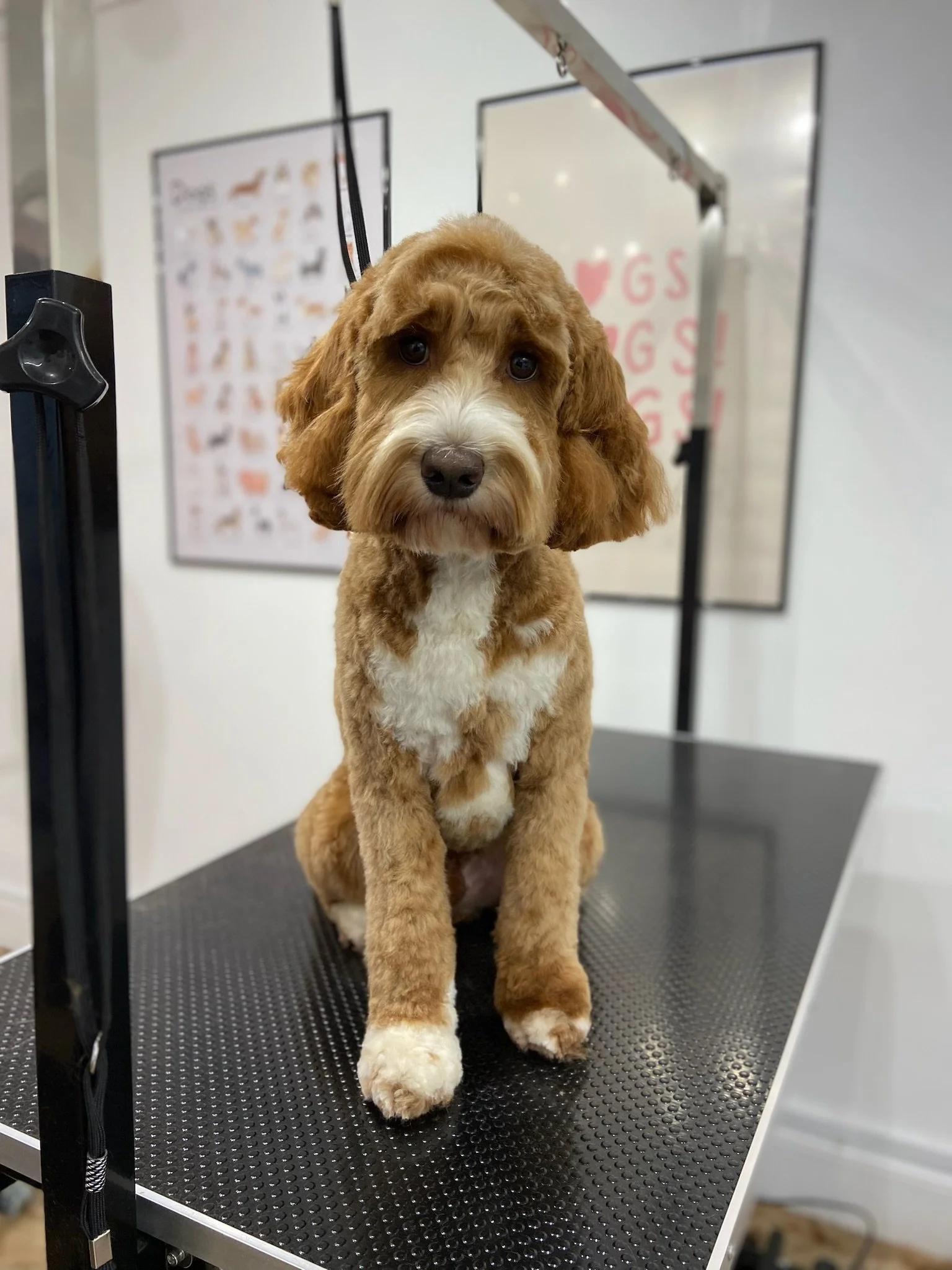 A cute brown and white puppy, likely a Labradoodle, sitting on a grooming table in a pet grooming salon.