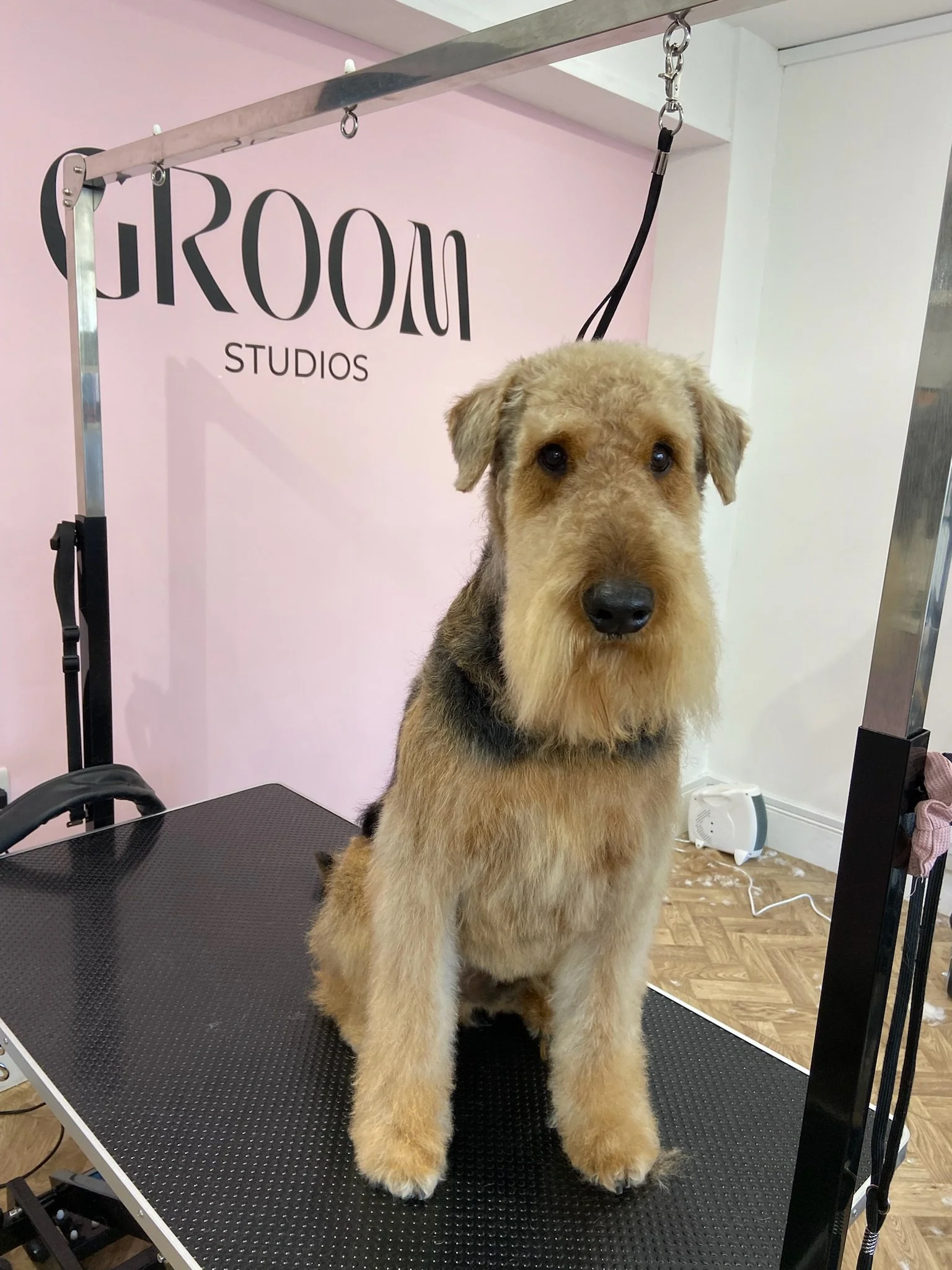 A dog with a wire coat sits on a grooming table in a grooming studio with a pink wall and the words 'GROOM STUDIOS' behind it.