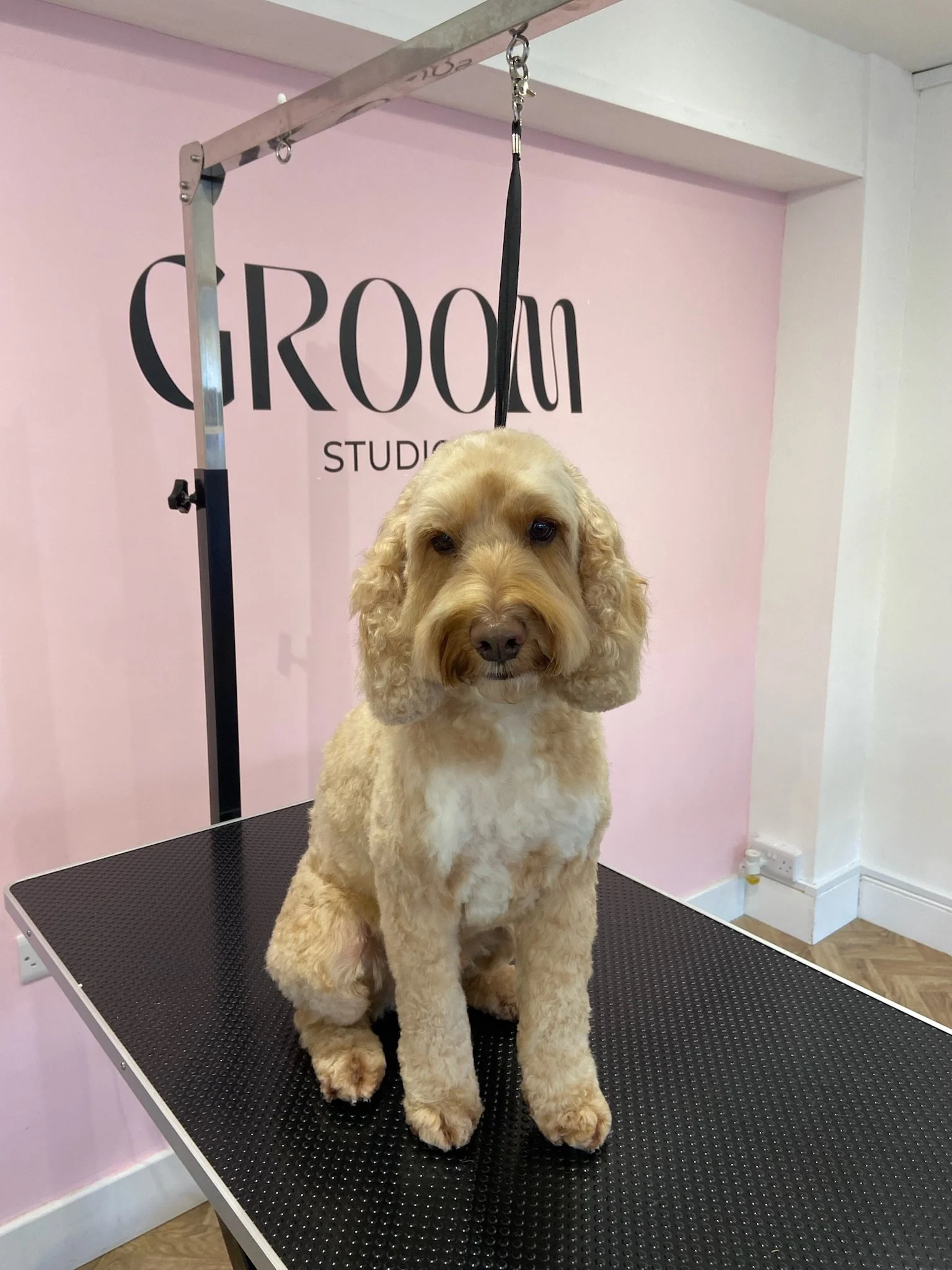 A cute, curly-haired golden retriever sitting on a grooming table with a grooming salon sign in the background.