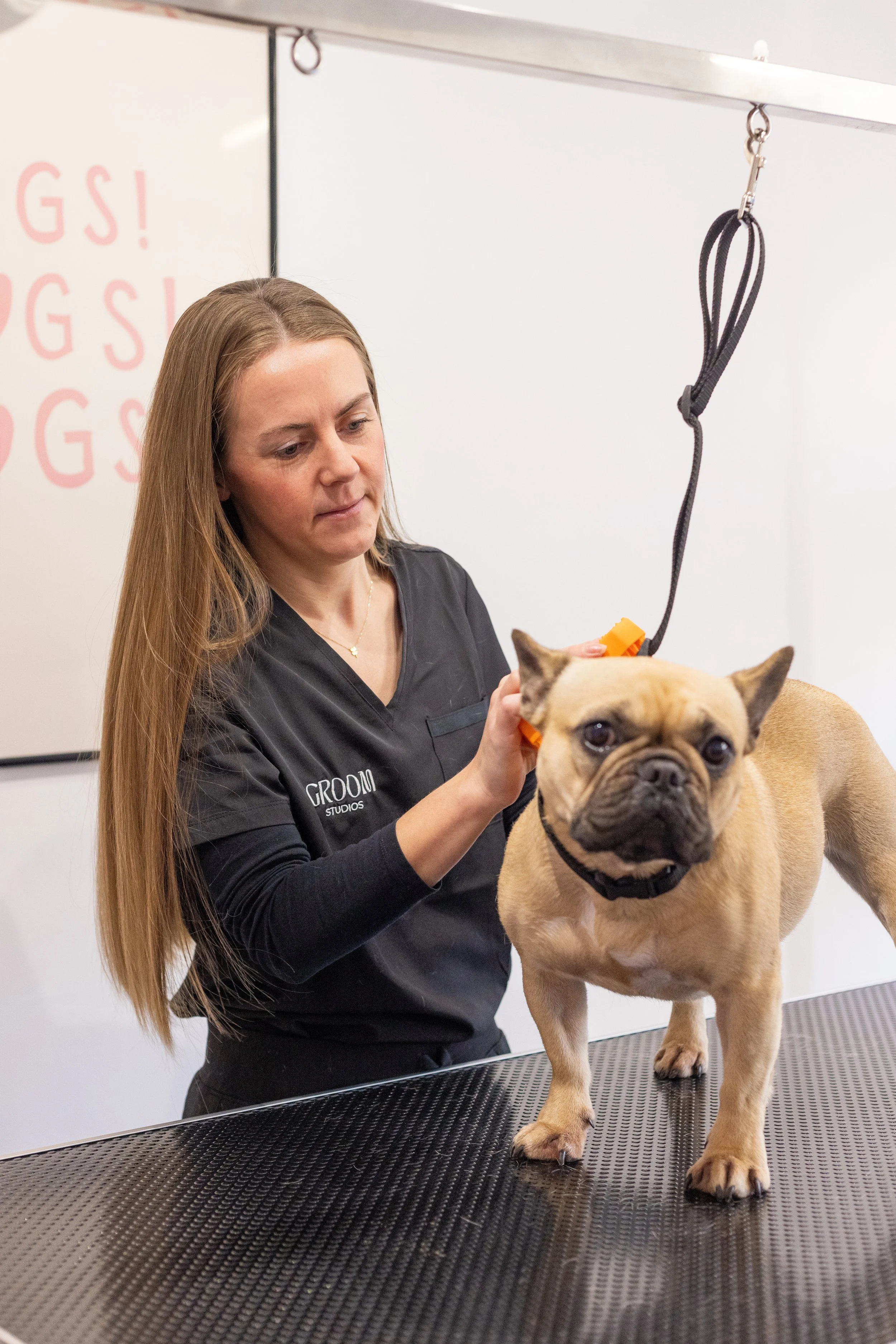 A groomer trims a French Bulldog on a grooming table in a pet grooming salon.