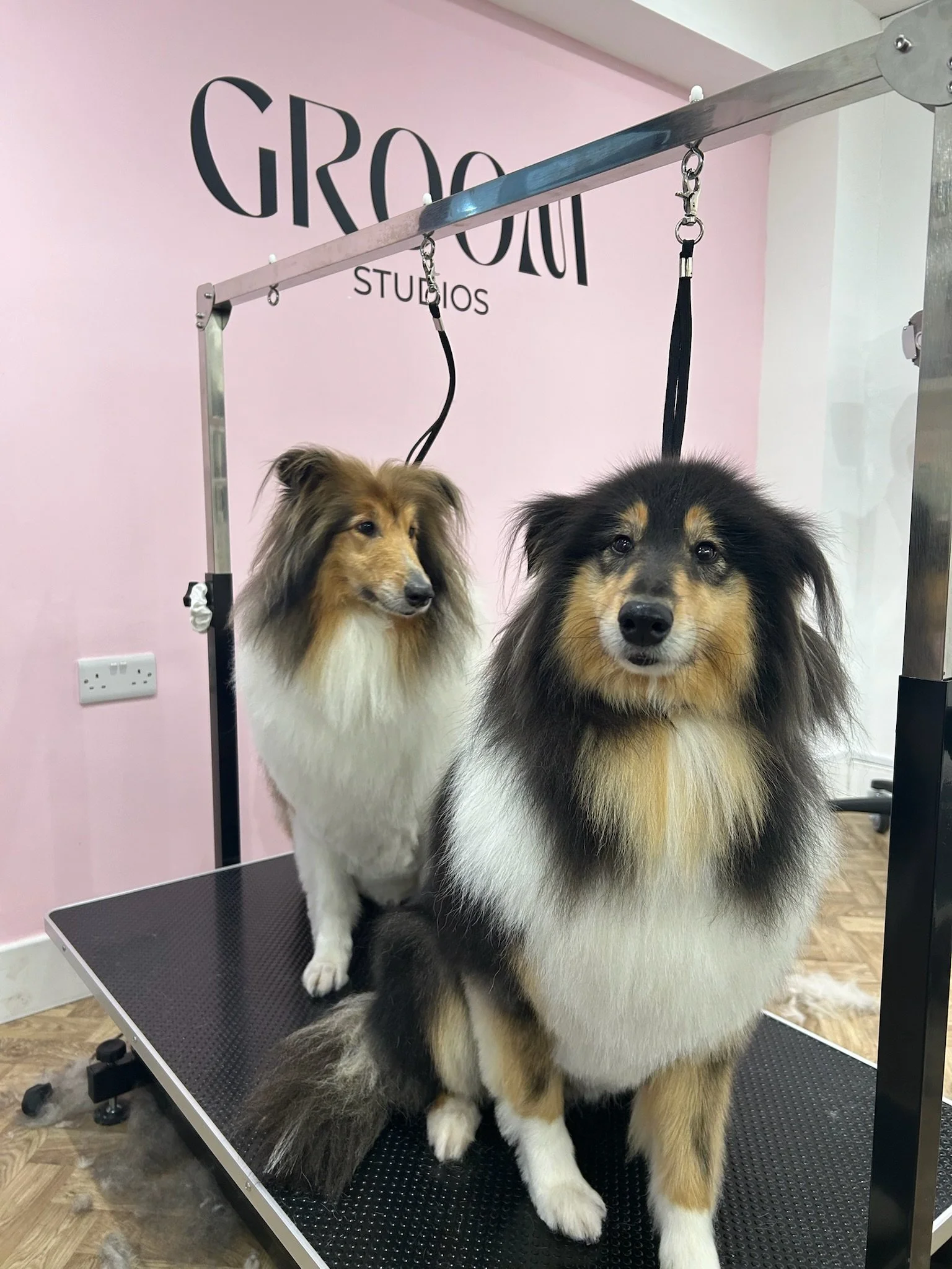 Two Shetland sheepdogs on grooming table in grooming studio with pink walls and 'GROOM' sign.