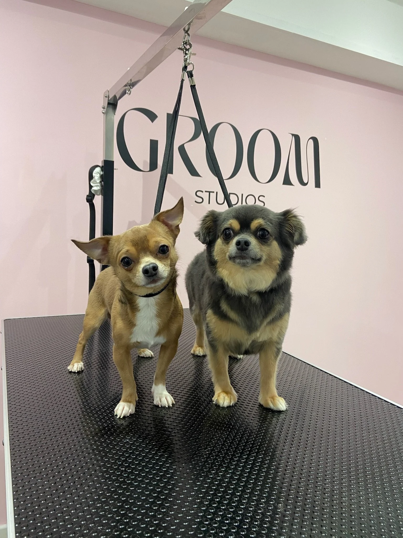Two dogs on grooming table at GROOMI studios with pink walls.