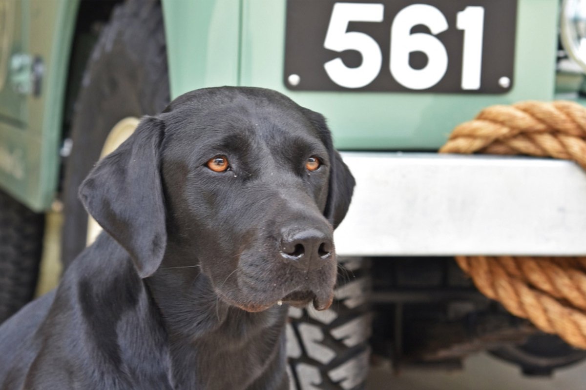 Windsor Classics Increases Leg Count