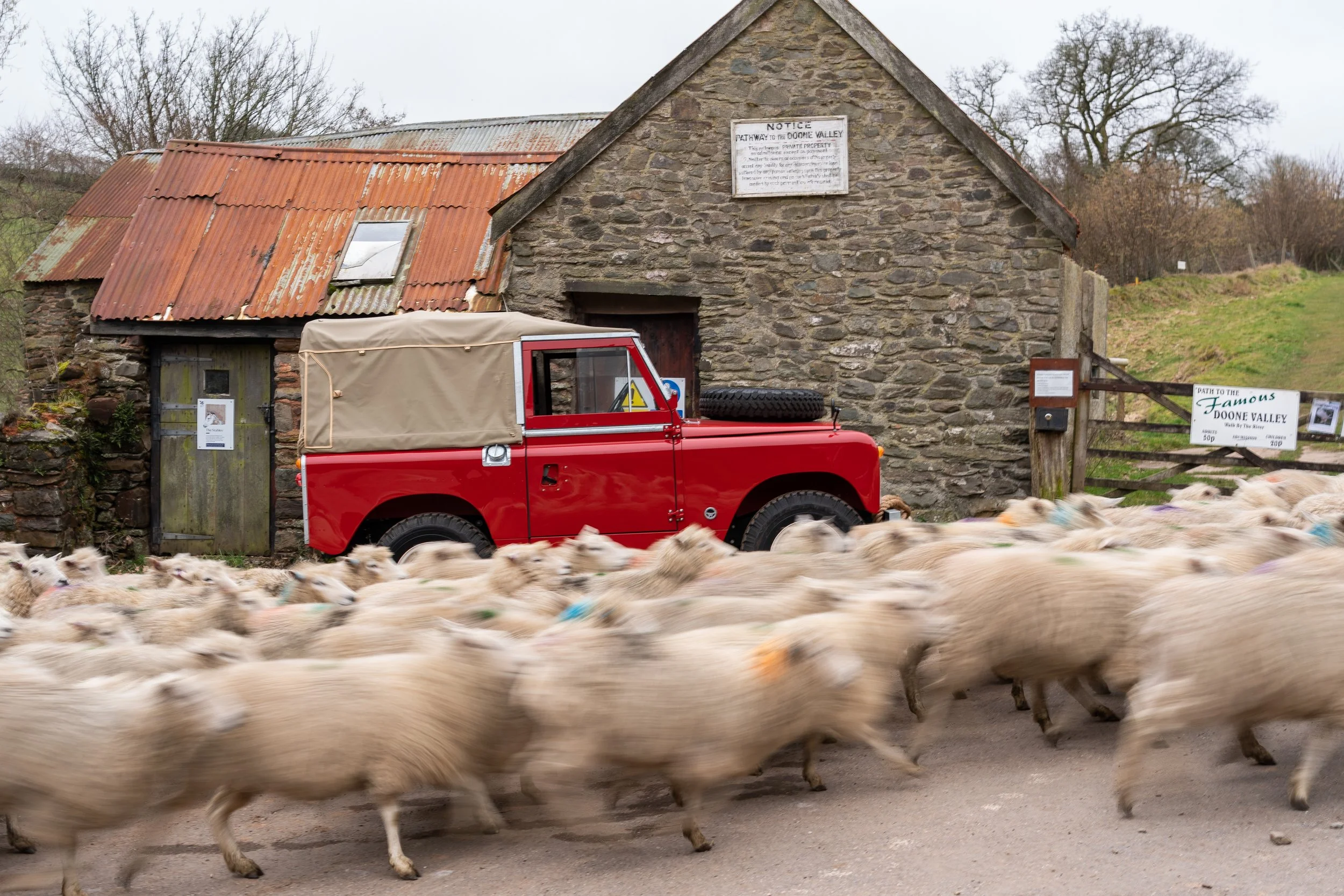 230224-WCTRT-LS-TRT Sheep-LS901483.jpg