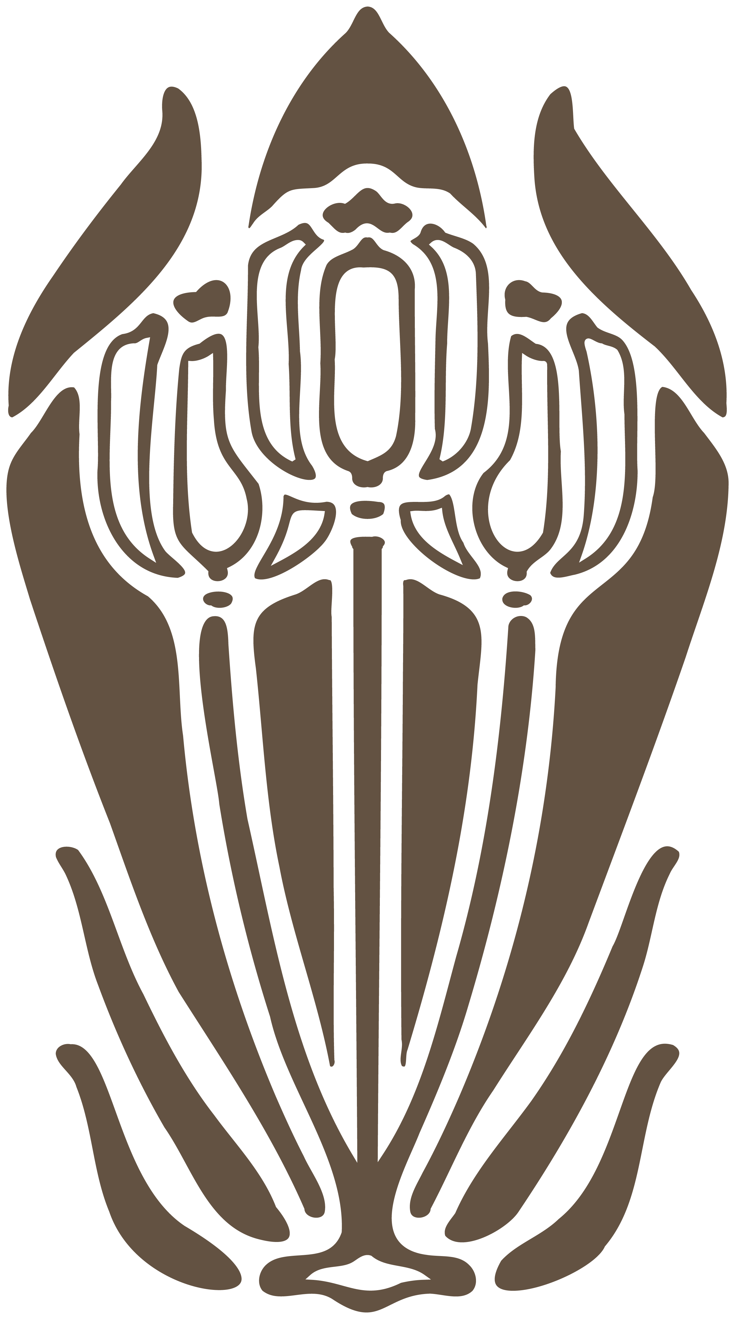 Line drawing of a squid in a top-down view with darker outlines and shading.