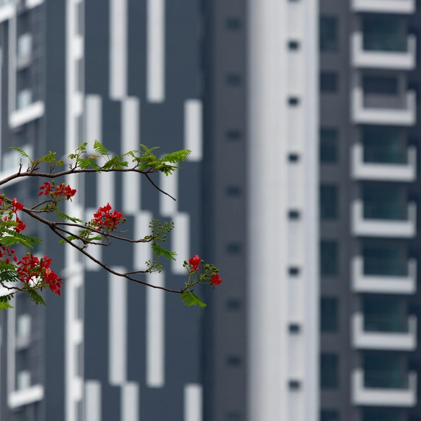 Prettyyyy against a harsh building 🥀⁠
⁠
.⁠
.⁠
.⁠
.⁠
.⁠
.⁠
#queenstownphotographer #rsa_minimal #tv_simplicity #soulminimalist #minimalmood #unlimitedminimal #minimalalert #architecture_minimal #gominimalmag #minimal_int #minimal_lookup #arkiminimal 