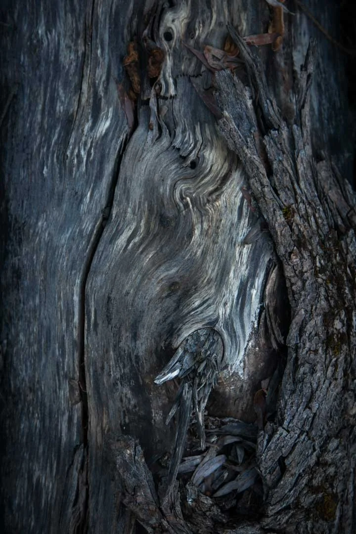 Close-up of weathered, textured tree bark and wood showing natural patterns and grain.