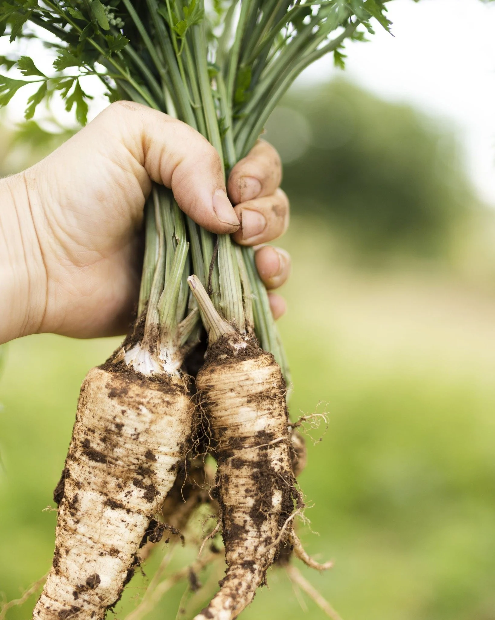 Pastinake &ndash; kommt sie bei euch in der Fastenzeit auch auf den Teller? 🥕

Gerade jetzt zeigen Wurzeln, was in ihnen steckt. Fein gehobelt als Carpaccio, langsam im Ofen ger&ouml;stet oder als klare Suppe mit etwas Wacholder verfeinert - schlich