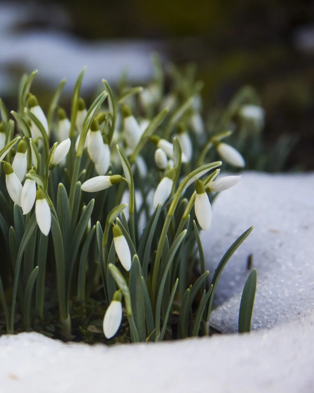 Mitten im Wei&szlig; bricht es hervor. 🌱🤍
Das Schneegl&ouml;ckchen tr&auml;gt Hoffnung in sich &ndash; ein Symbol f&uuml;r den &Uuml;bergang vom Winter zum Fr&uuml;hling. In der Volksmagie galt es als Schutzpflanze, als Begleiter zwischen den Zeite