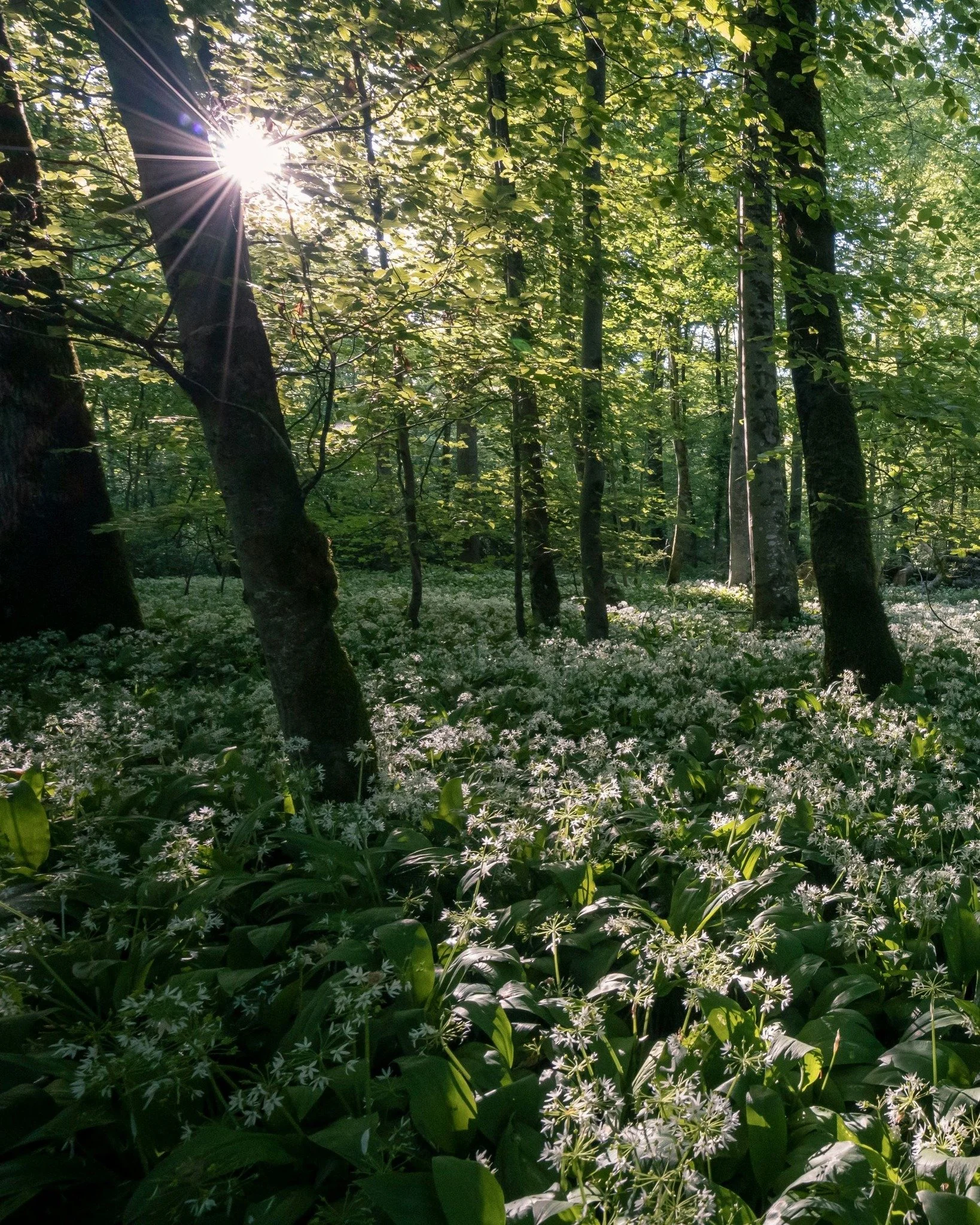 Der erste B&auml;rlauch Duft liegt wieder in der Luft. 🌱

Im M&auml;rz bricht er kraftvoll durch den Boden. Frisch gehackt, als &Ouml;l gezogen oder fein unter Salz gemischt, bringt er gr&uuml;ne Sch&auml;rfe und Lebendigkeit auf den Teller. Mit etw