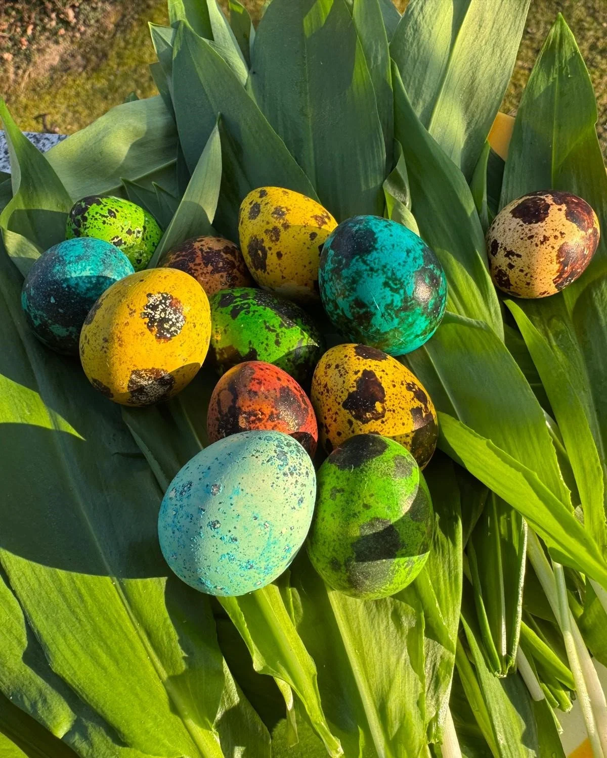 Frischer B&auml;rlauch mit bunten Bio-Wachteleiern vom Untersiller Hof. 🌱🥚

Die B&auml;rlauchsaison ist er&ouml;ffnet. Ein Moment, der nach Wald duftet und den Fr&uuml;hling sp&uuml;rbar macht. Einfach, ehrlich und nah an der Natur.

Wir w&uuml;nsc