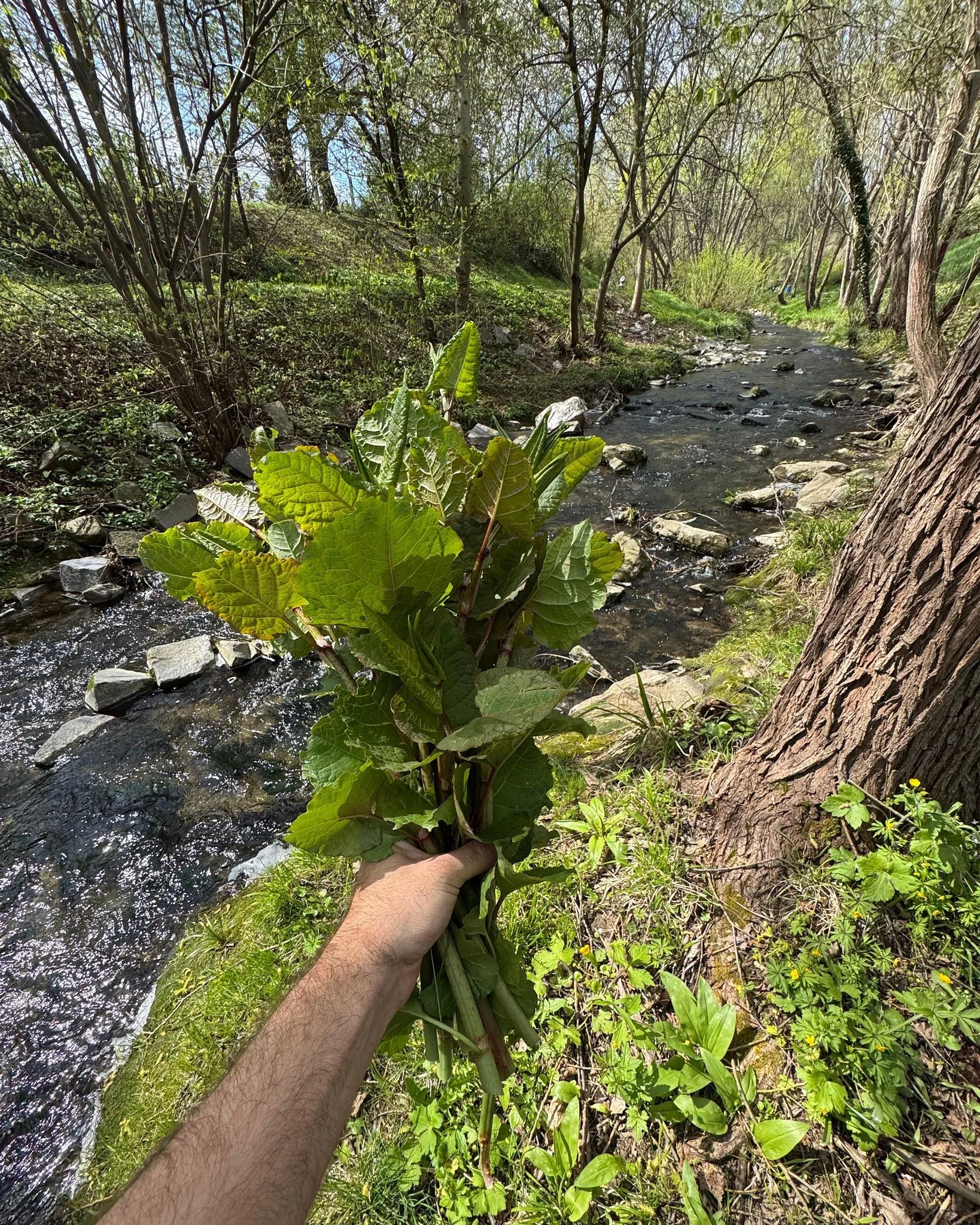 Frisch geernteter Staudenkn&ouml;terich aus der Natur. 🌿

Manchmal w&auml;chst das Spannendste dort, wo man es nicht erwartet. Japanischer Staudenkn&ouml;terich &ndash; oft unerw&uuml;nscht, weil er andere Pflanzen verdr&auml;ngt.

Und doch tragen s