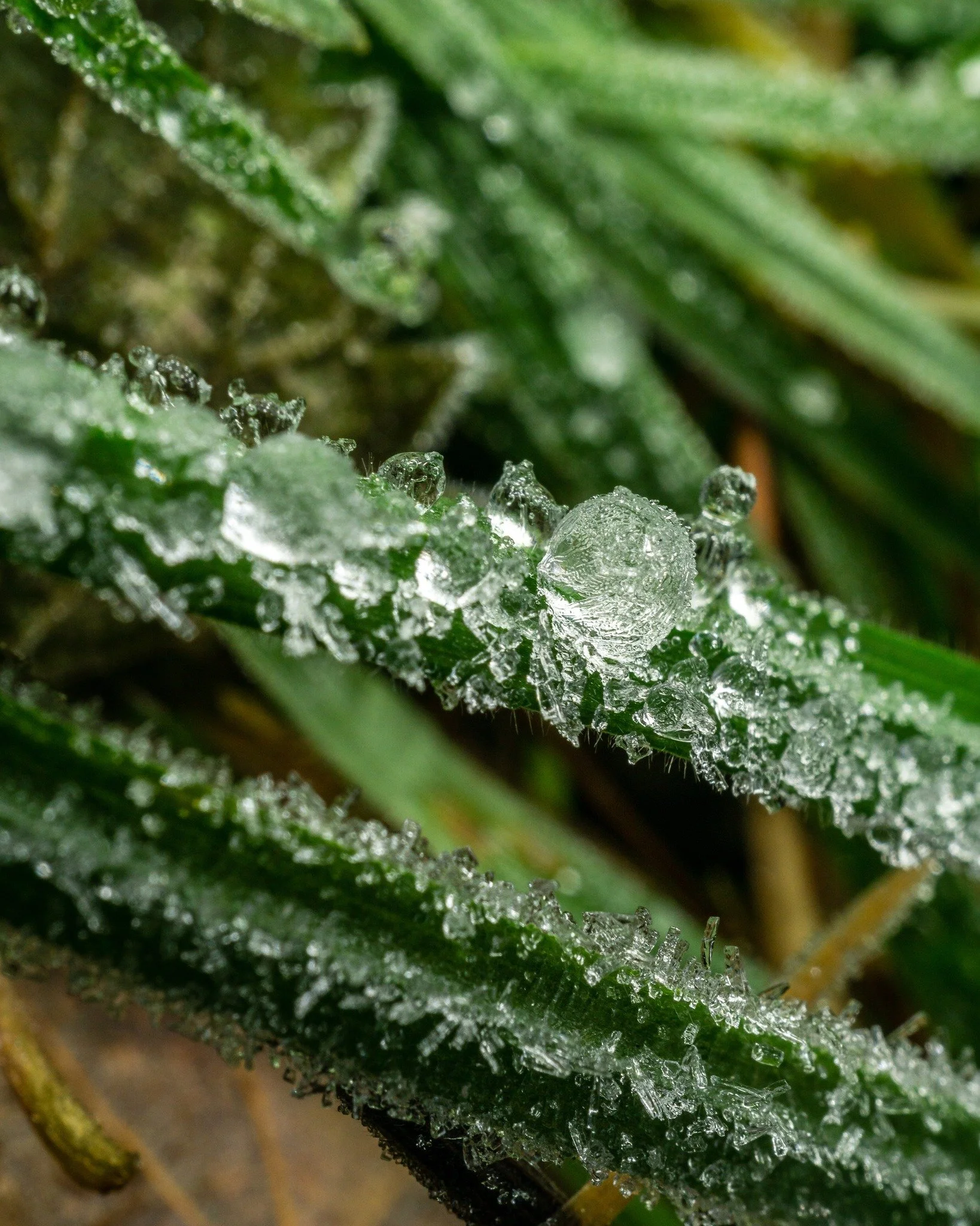 Manchmal kehrt die K&auml;lte noch einmal zur&uuml;ck. ❄️

Die Eisheiligen erinnern daran, dass der Fr&uuml;hling nicht alles auf einmal freigibt.
Erst wenn diese Tage vor&uuml;ber sind, beginnt drau&szlig;en wirklich alles zu wachsen.
Ein altes Wiss