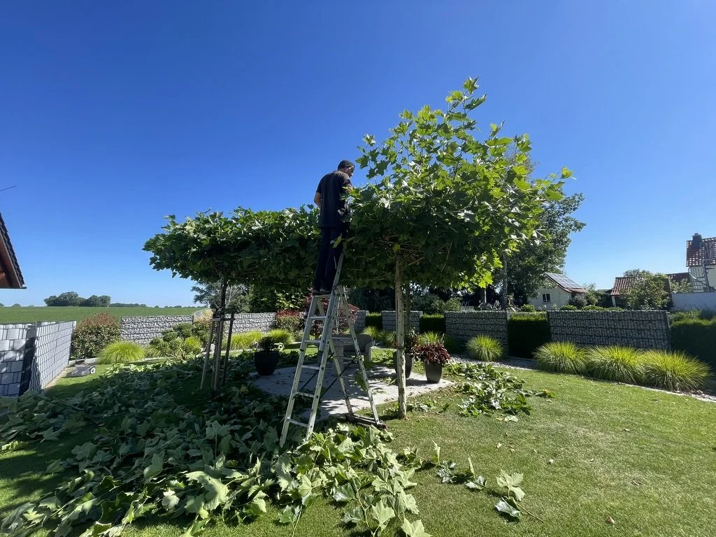 Mensch auf Leiter schneidet Baum in Garten unter hellem blauen Himmel.