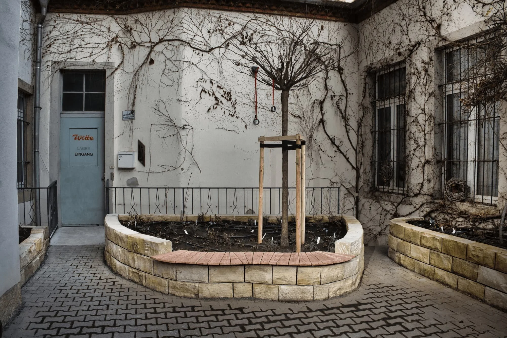 Ein Innenhof mit einem Baum in der Mitte, umgeben von hohen Fenster und einer weißen Wand mit Kletterpflanzen, auf denen keine Blätter mehr sind.