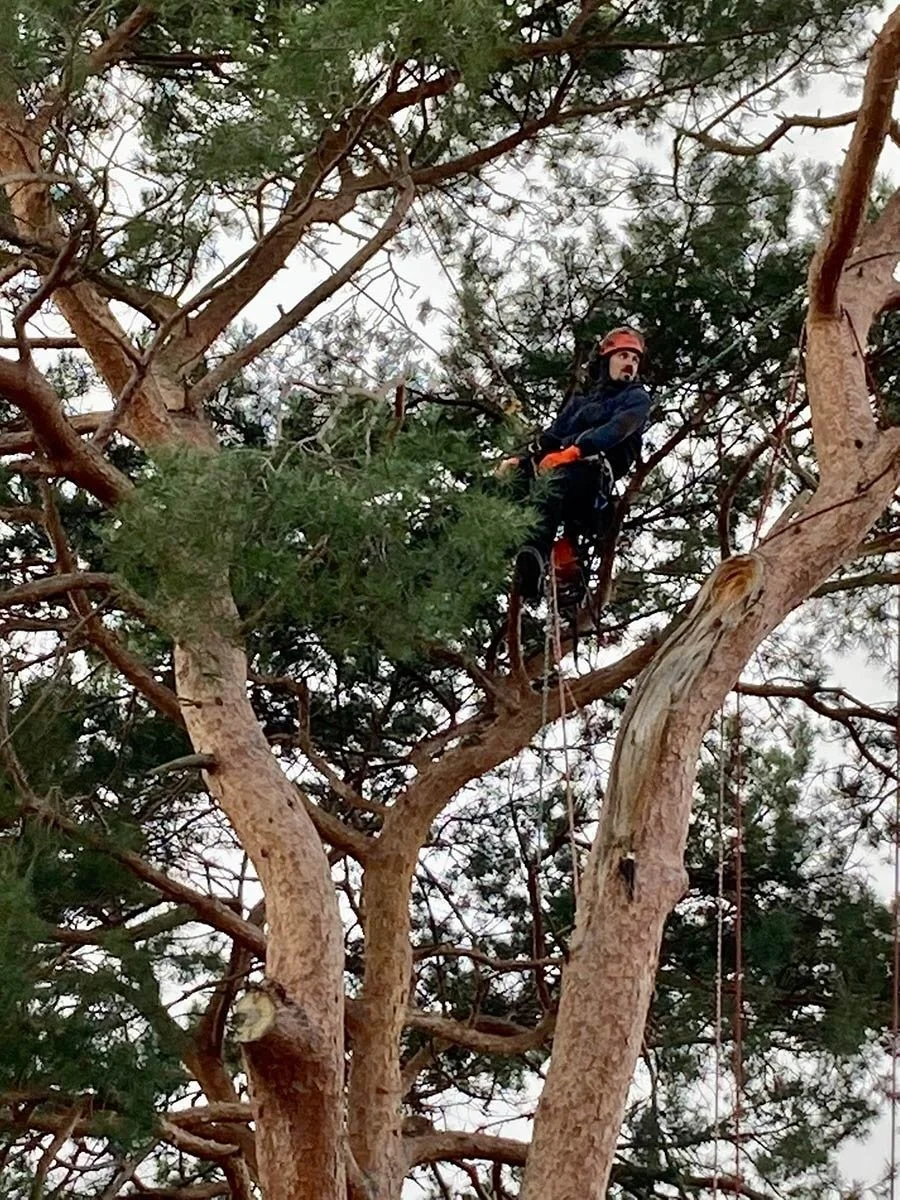 Eine Person klettert in einem Baum, trägt einen Kletterhelm und Kletterausrüstung.
