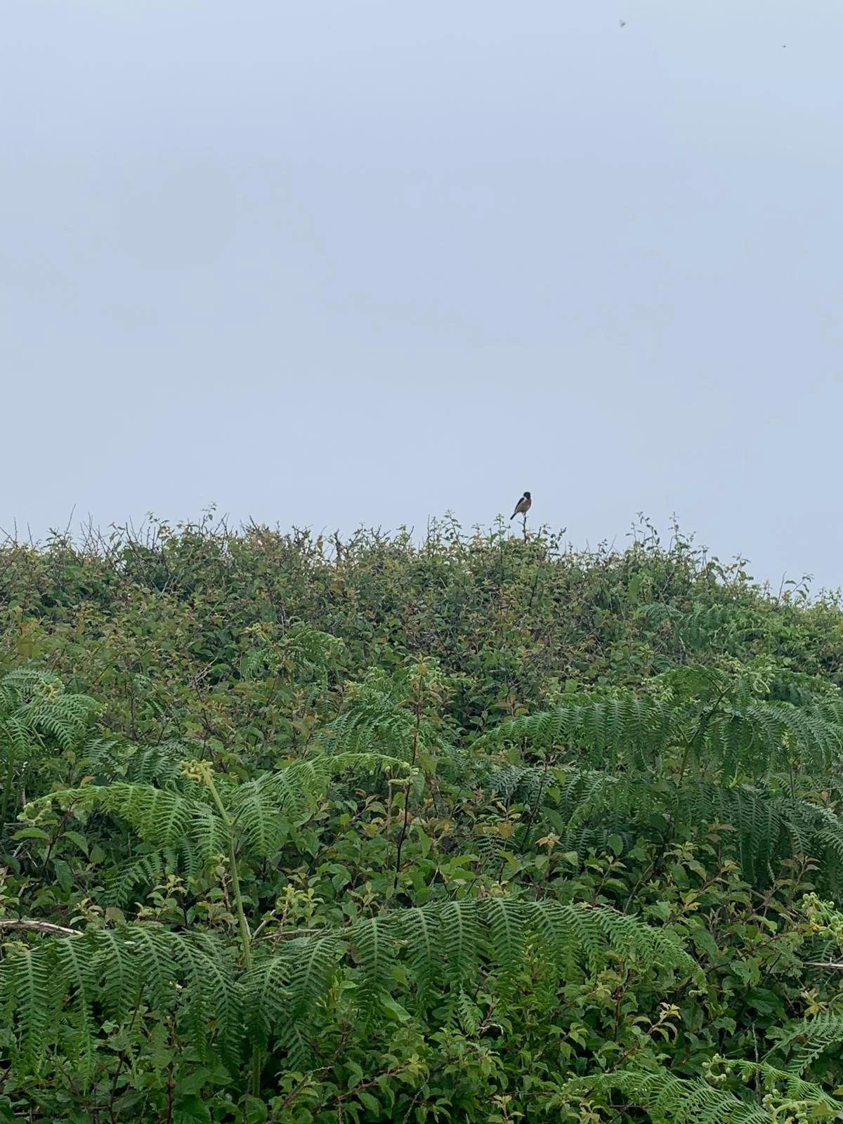 A bird perched on a bush in a green, lush landscape with a light blue sky in the background.