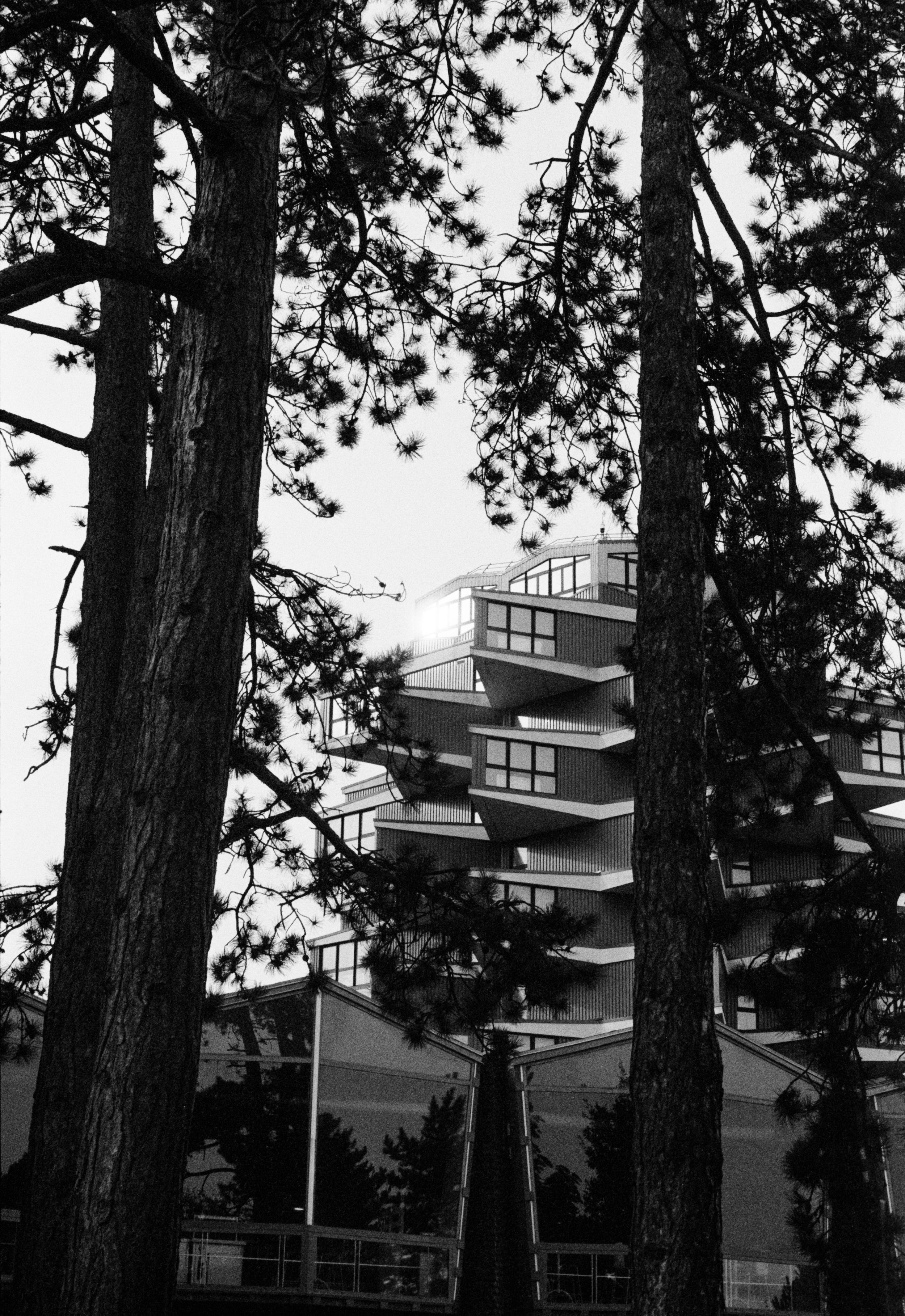 Vue d'un bâtiment moderne à étages, partiellement visible derrière des arbres à pin, en noir et blanc.