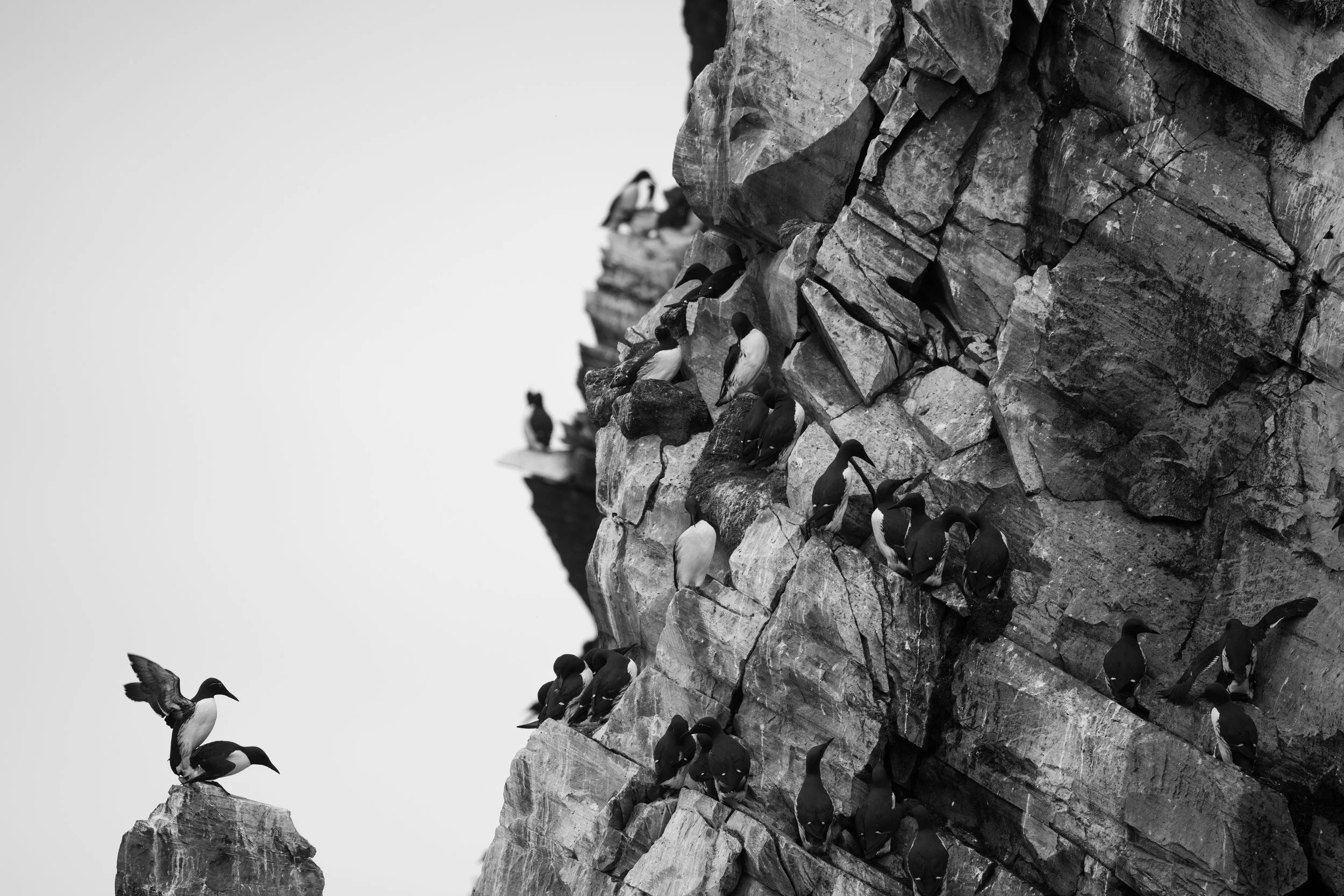 A black and white photo of a rocky cliff with a group of sea birds, possibly puffins, perched on the rocks, some flying around.