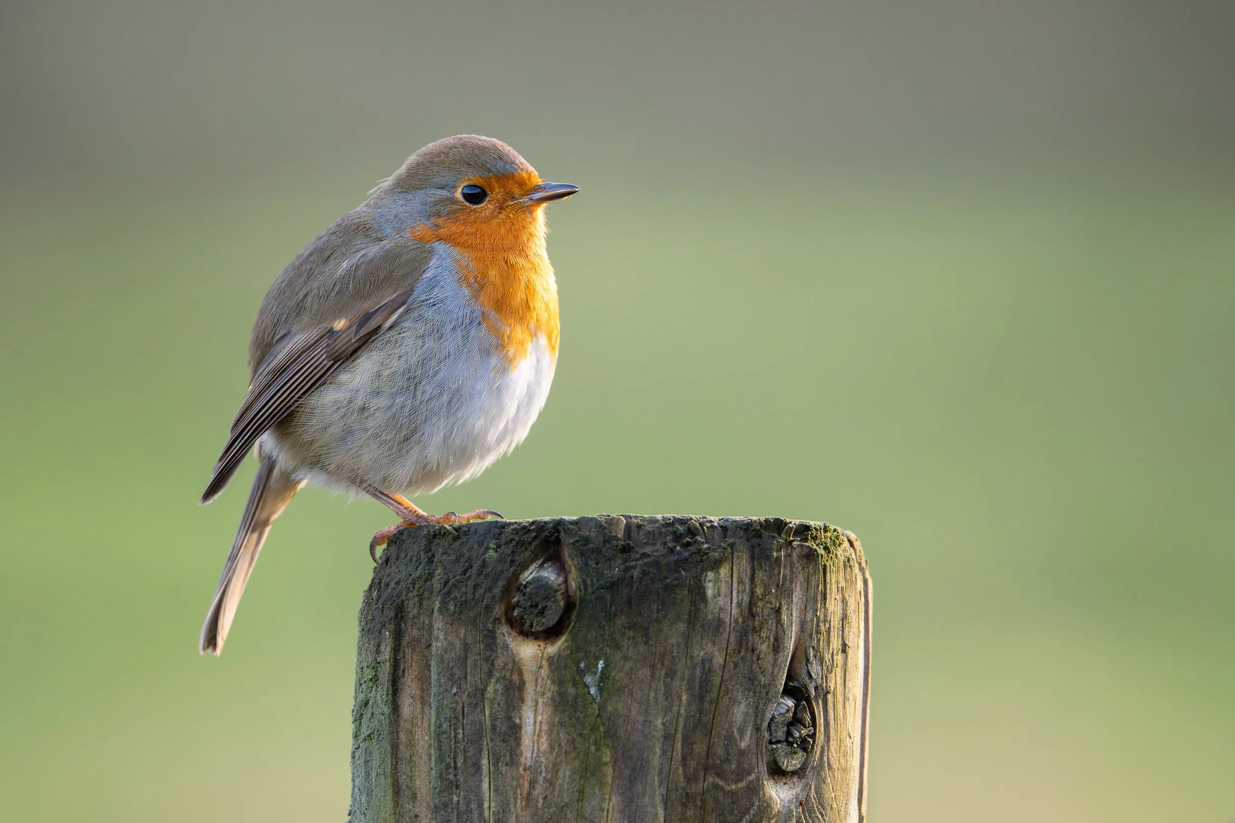 A small bird with a bright orange face and gray and brown body perched on a weathered wooden post against a blurred green background.