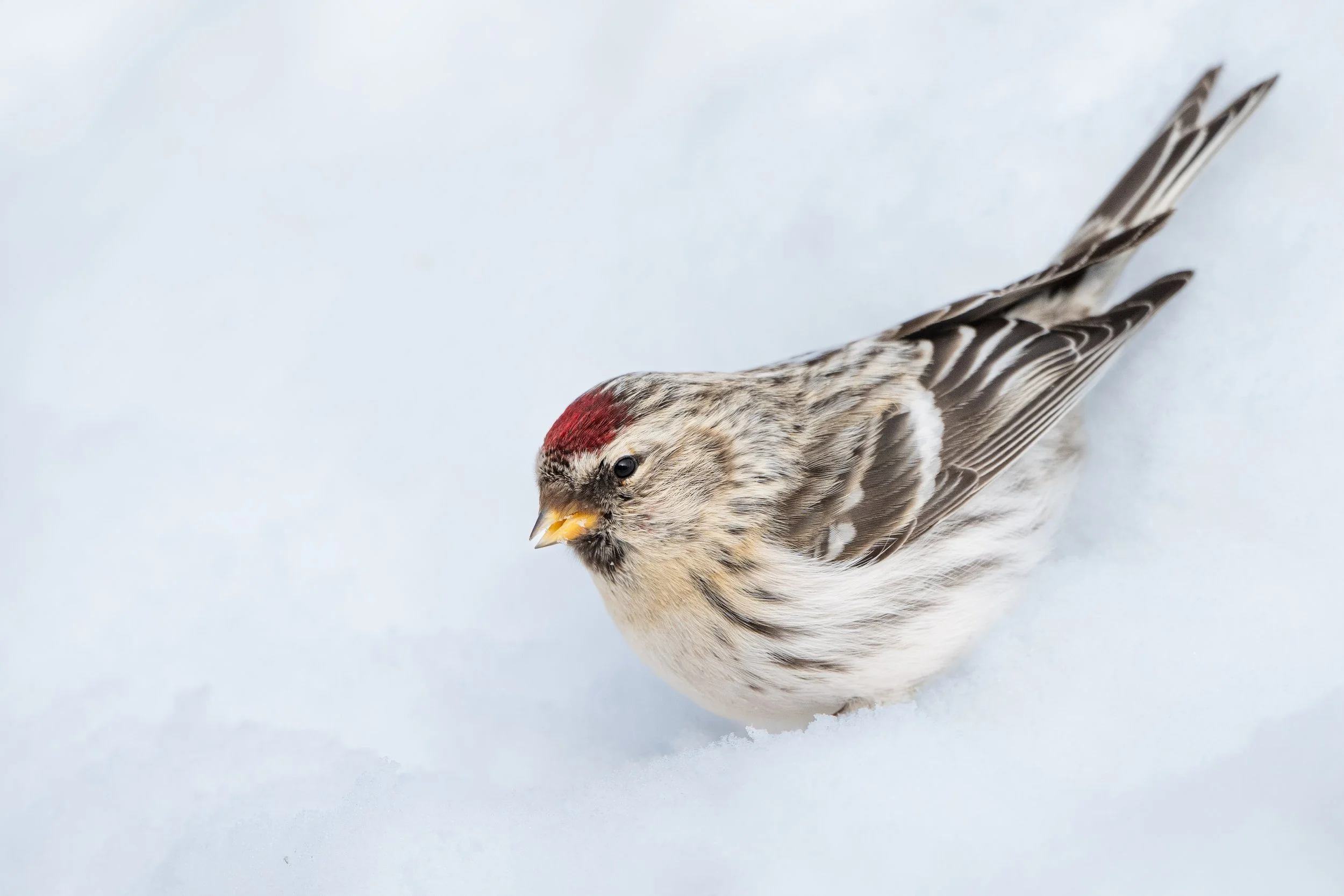 A bird with a red patch on its head, brown streaked feathers, and a yellow beak, standing on snow.