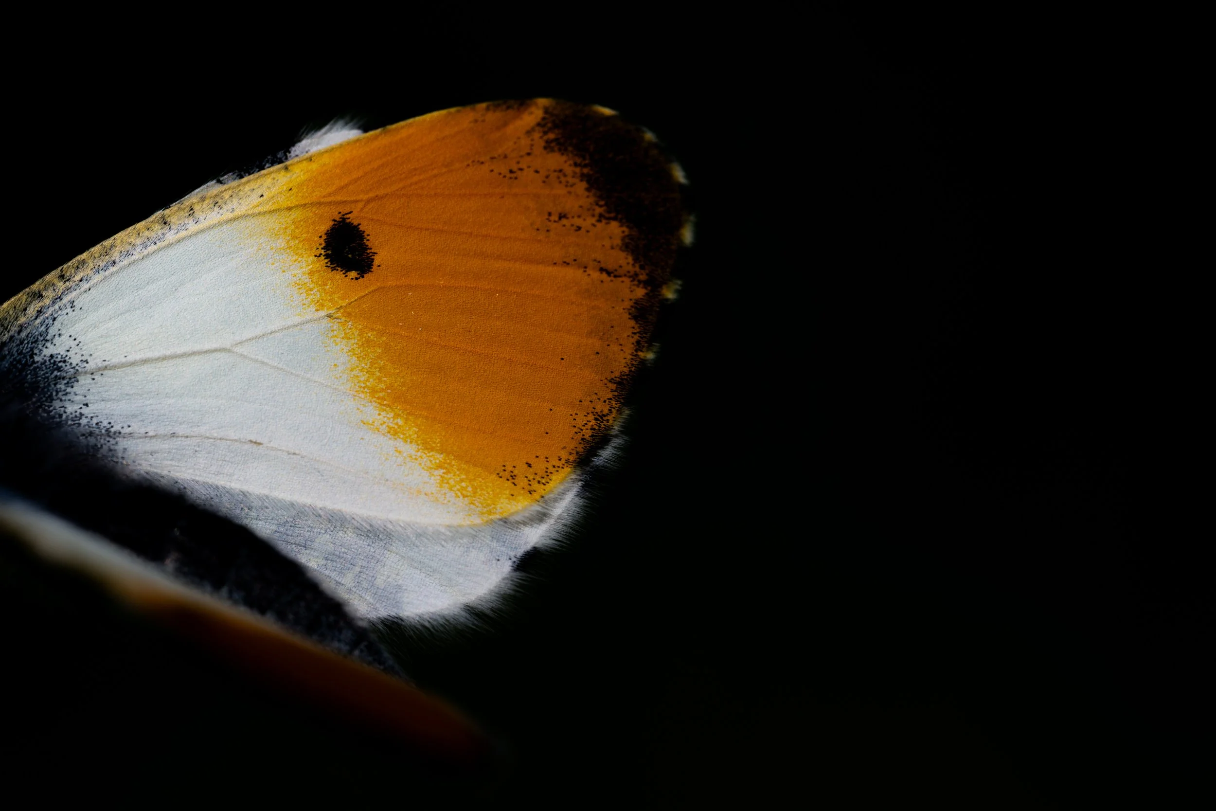 Close-up of a butterfly wing showing orange, white, and black patterns against a black background.