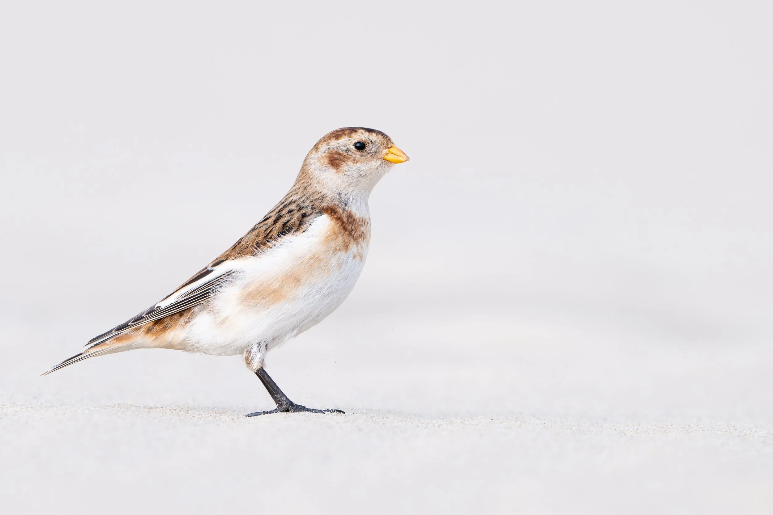 Snow bunting
