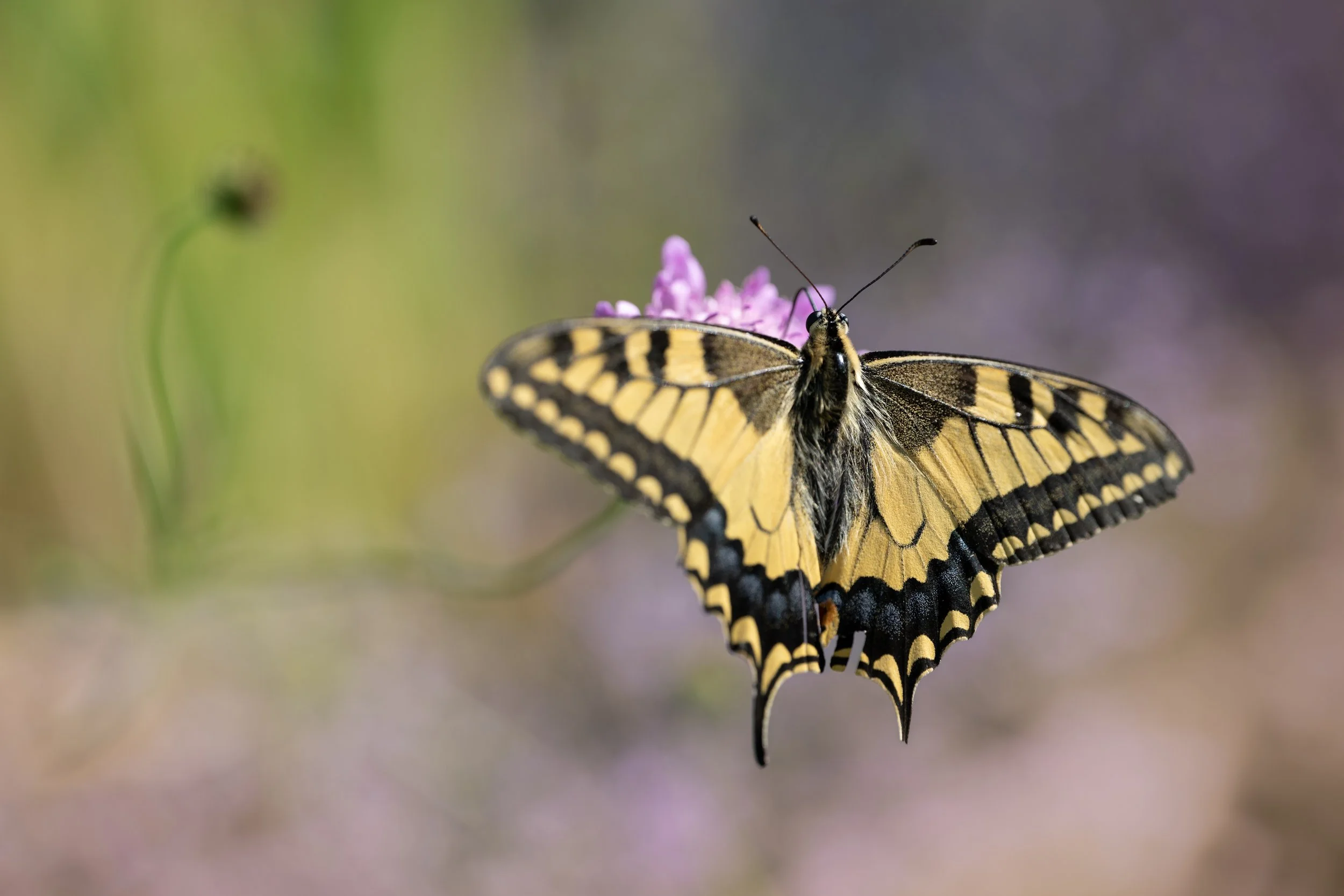 Old world swallowtail | NL