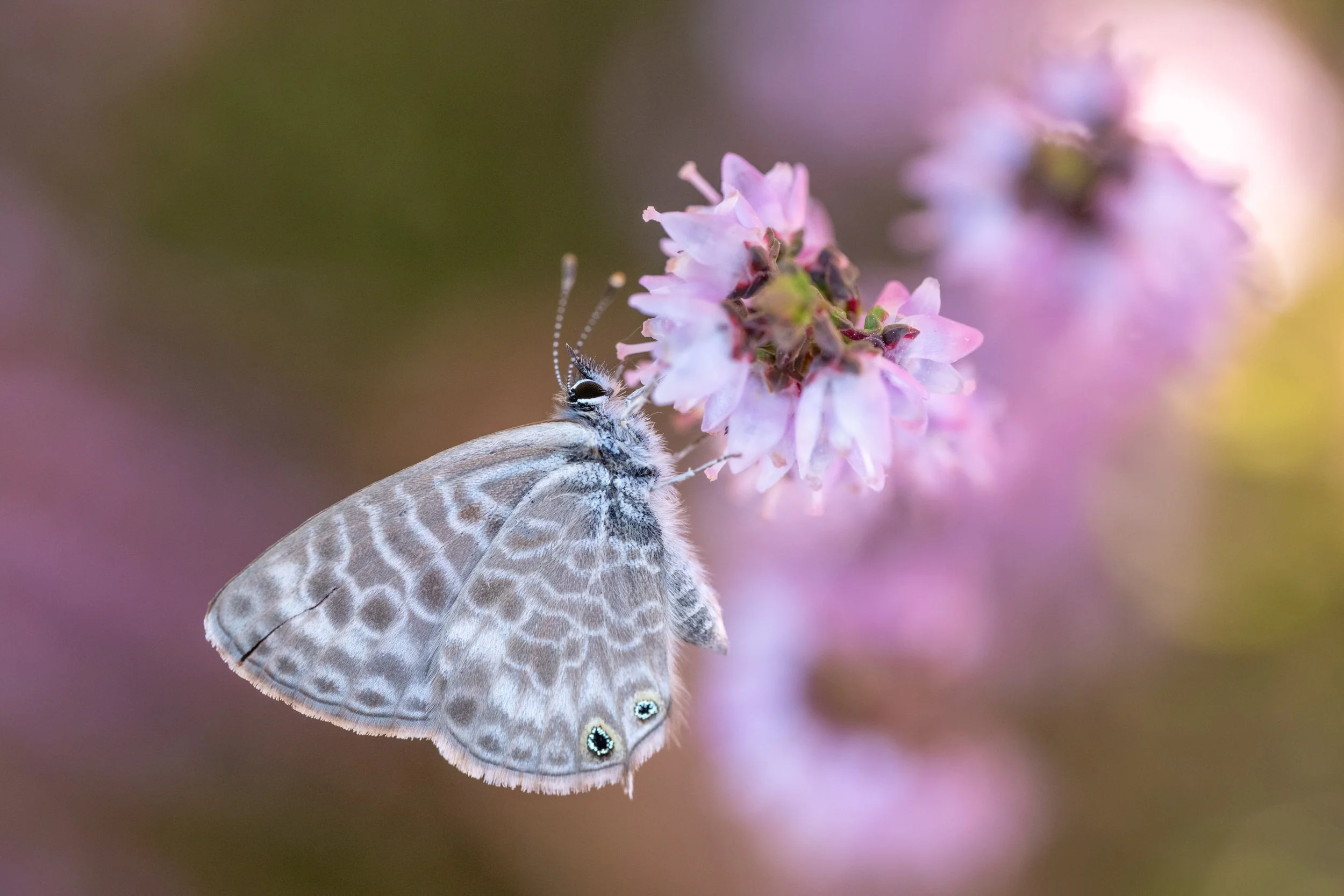 Lang's short-tailed blue | PT