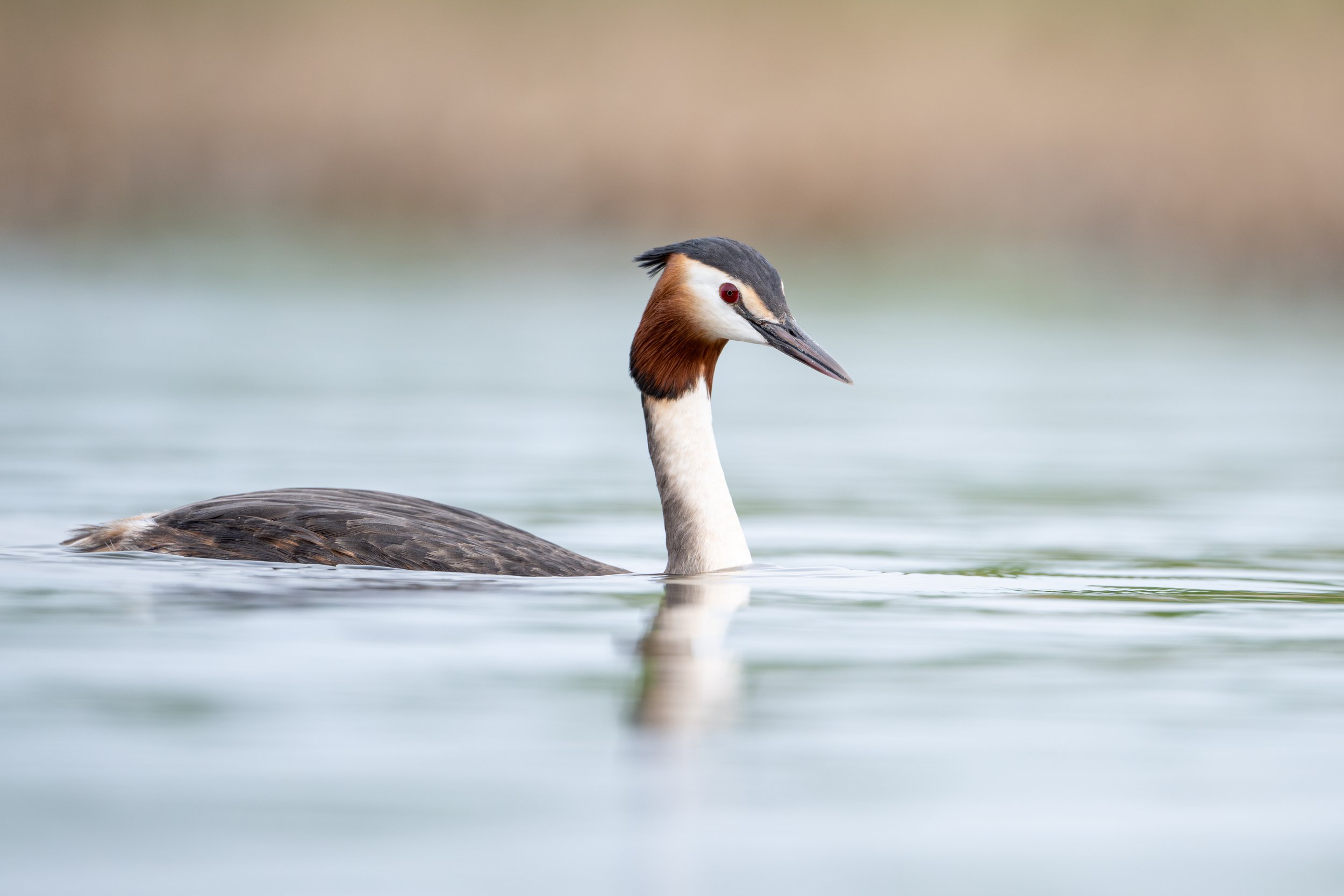 Great crested grebe