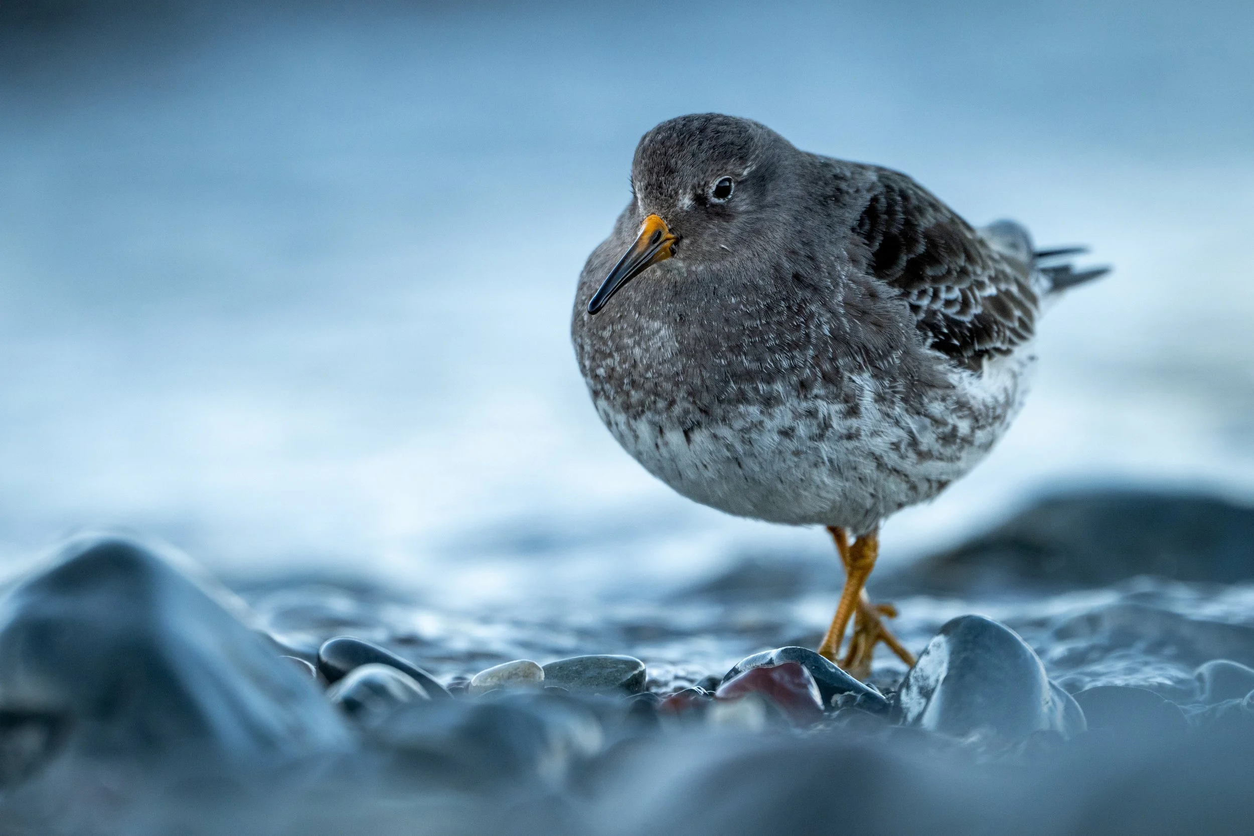 Purple sandpiper