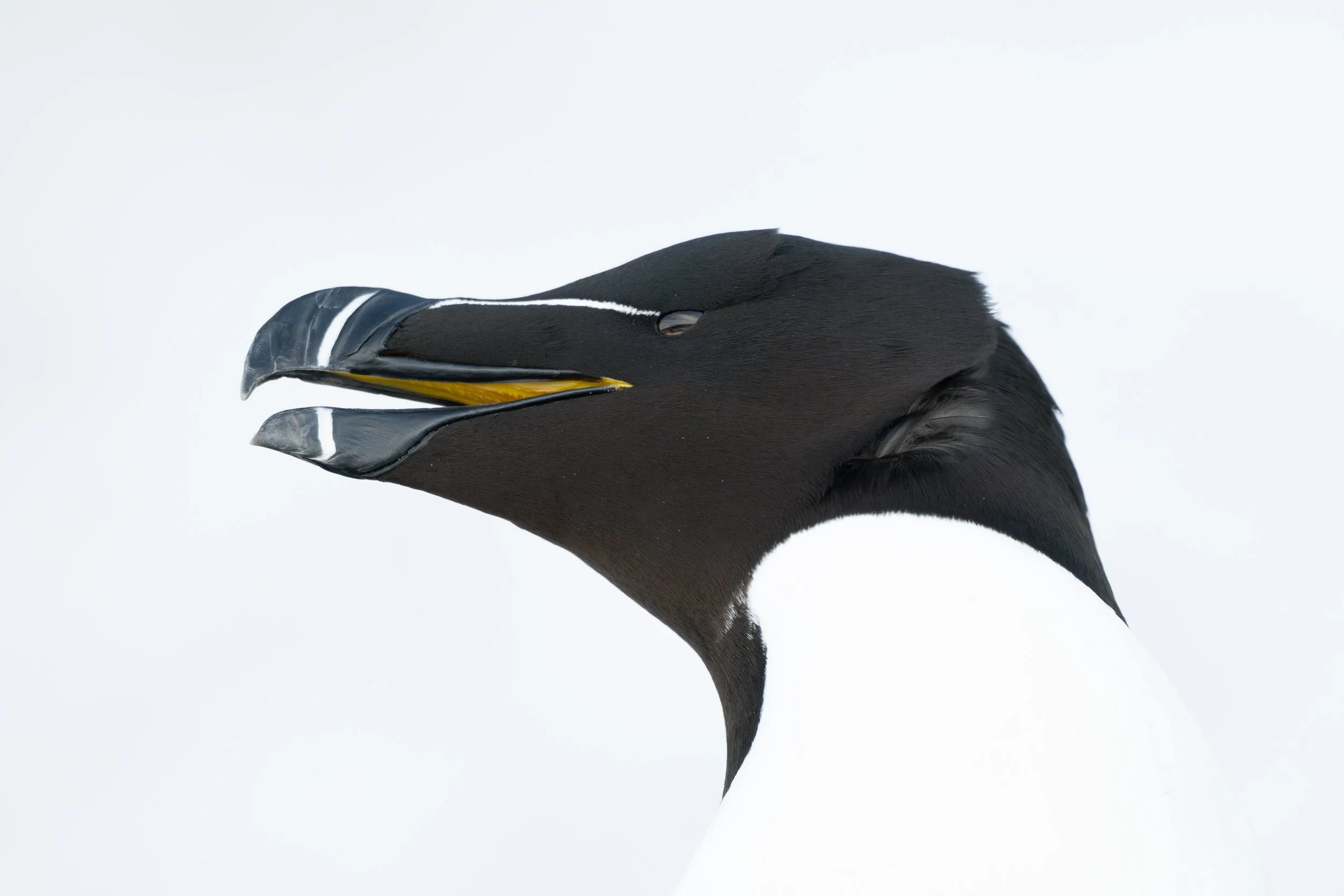 Razorbill