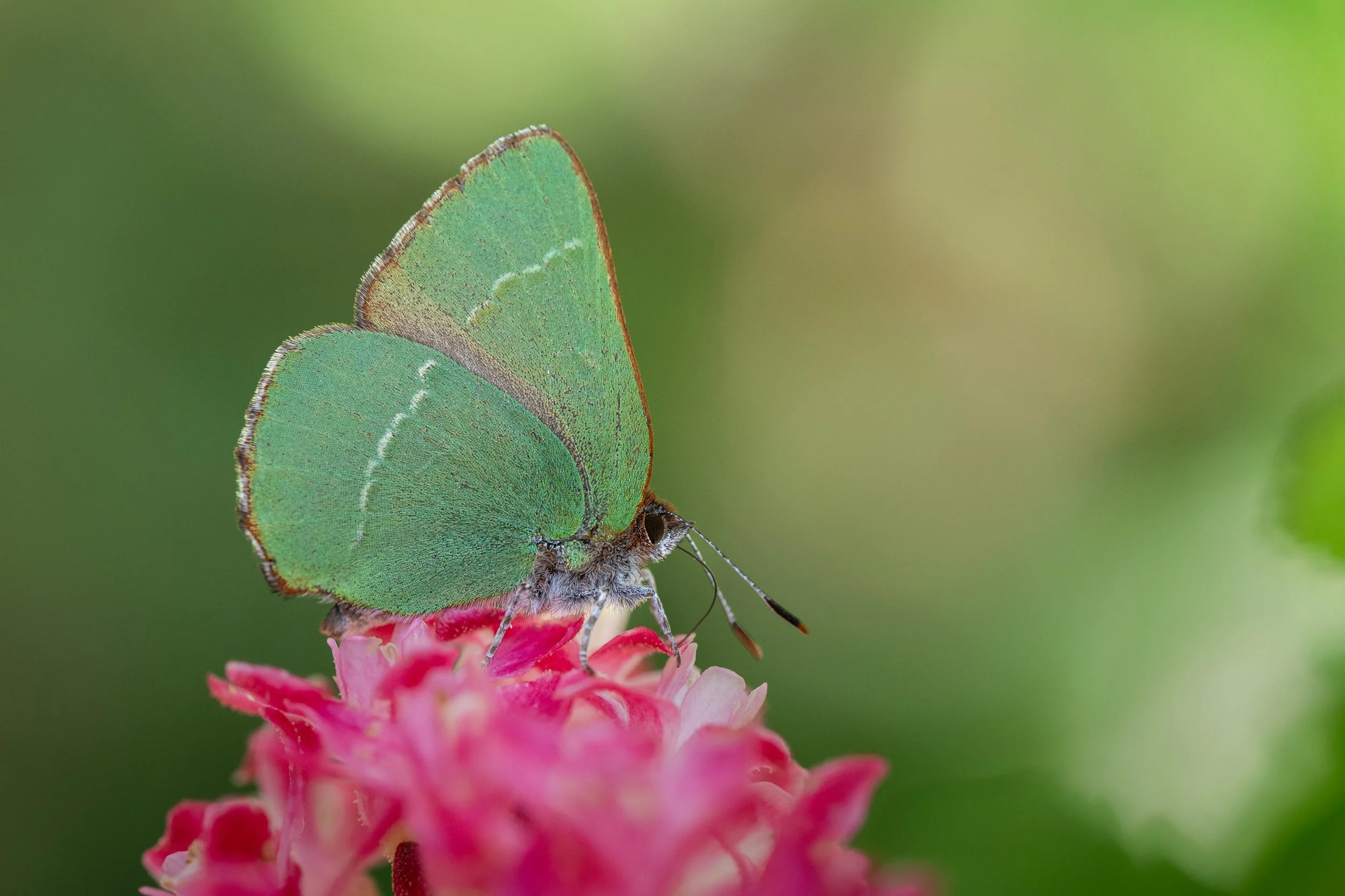 Green hairstreak | PT