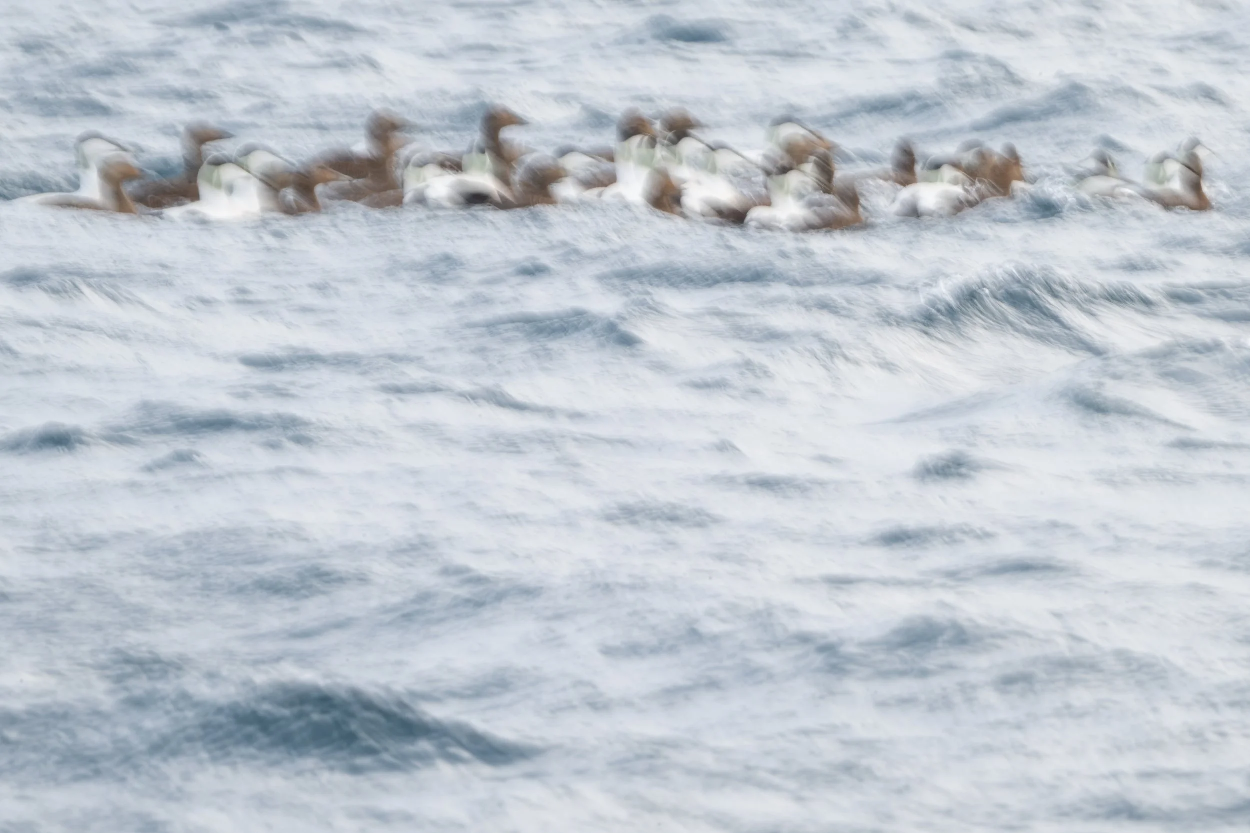 Common eider
