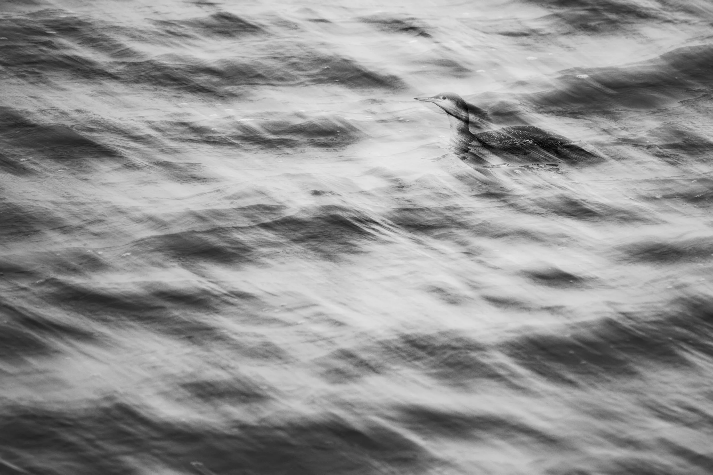 Red-throated loon