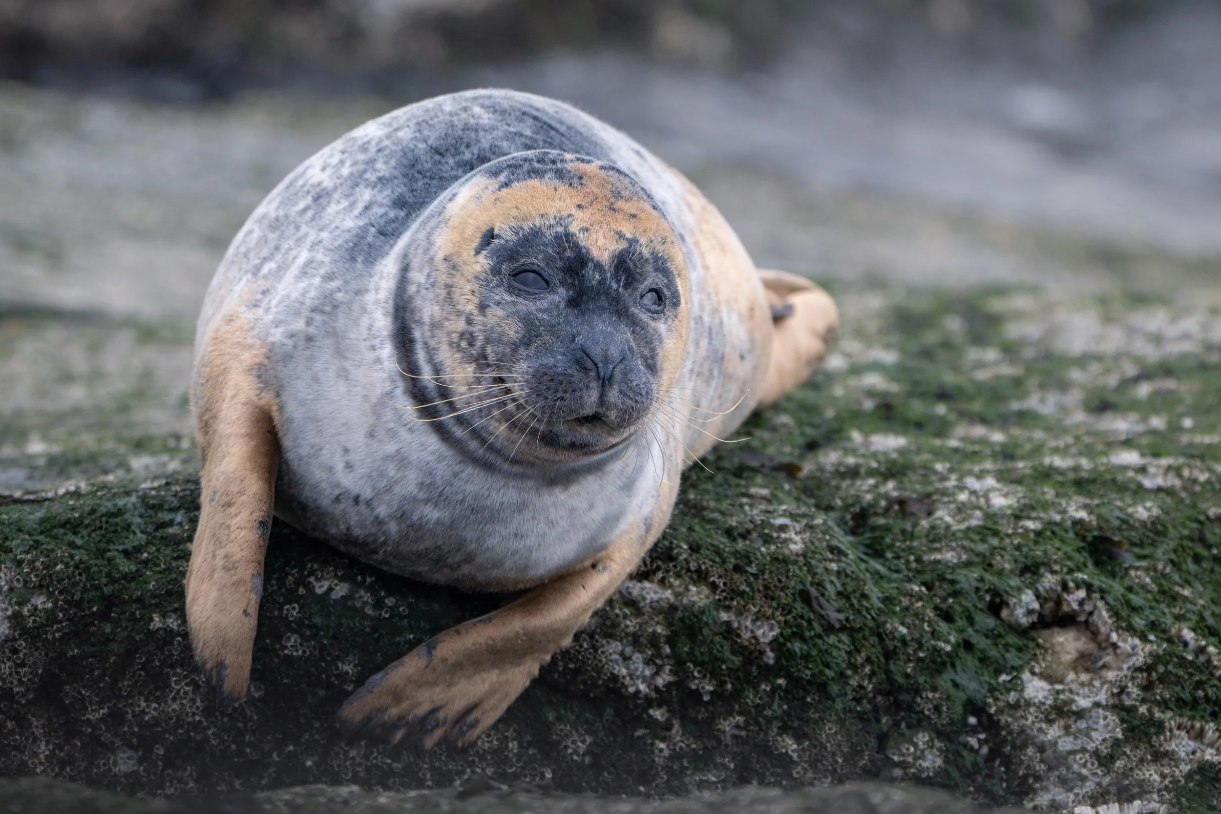 Harbor seal