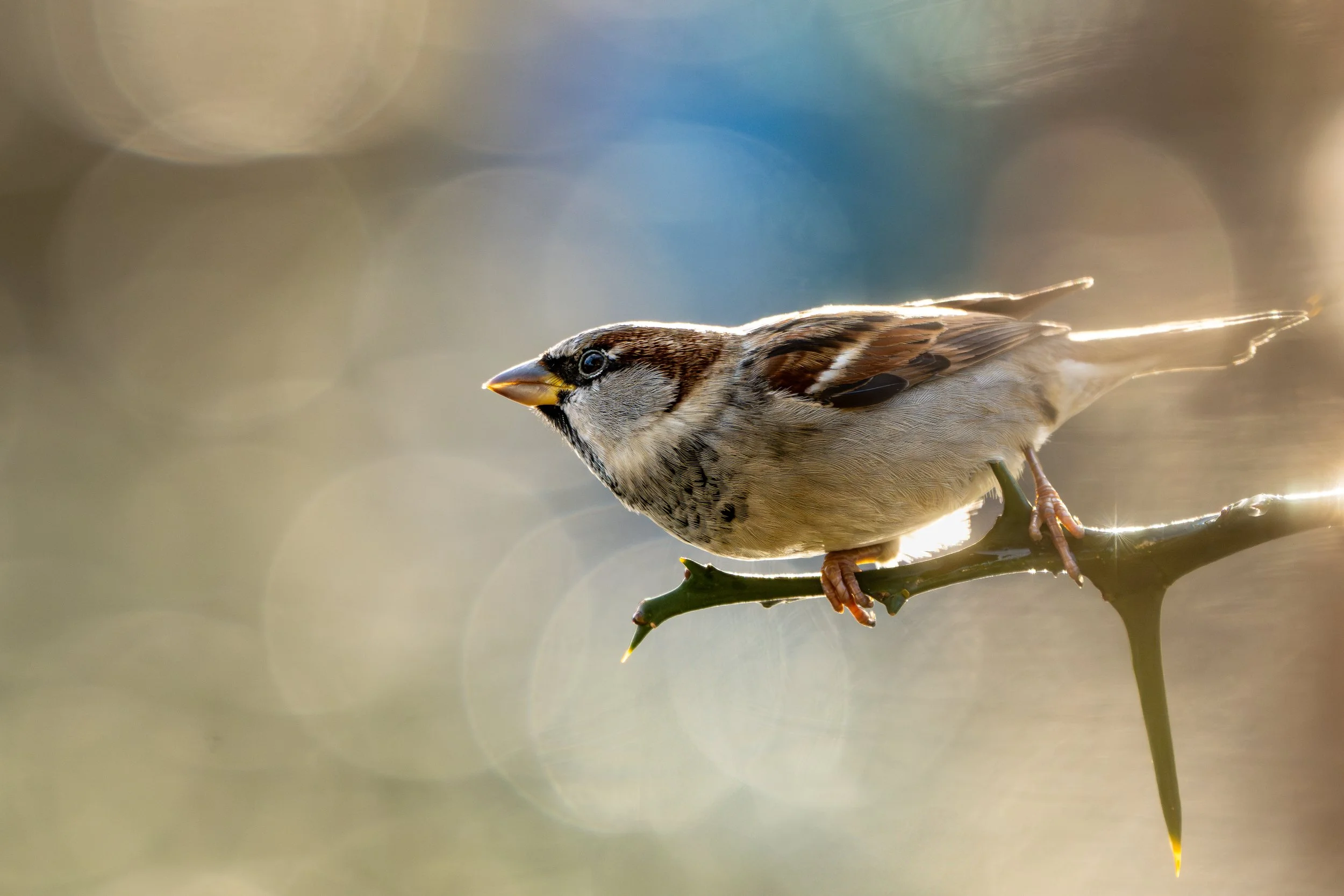 House sparrow