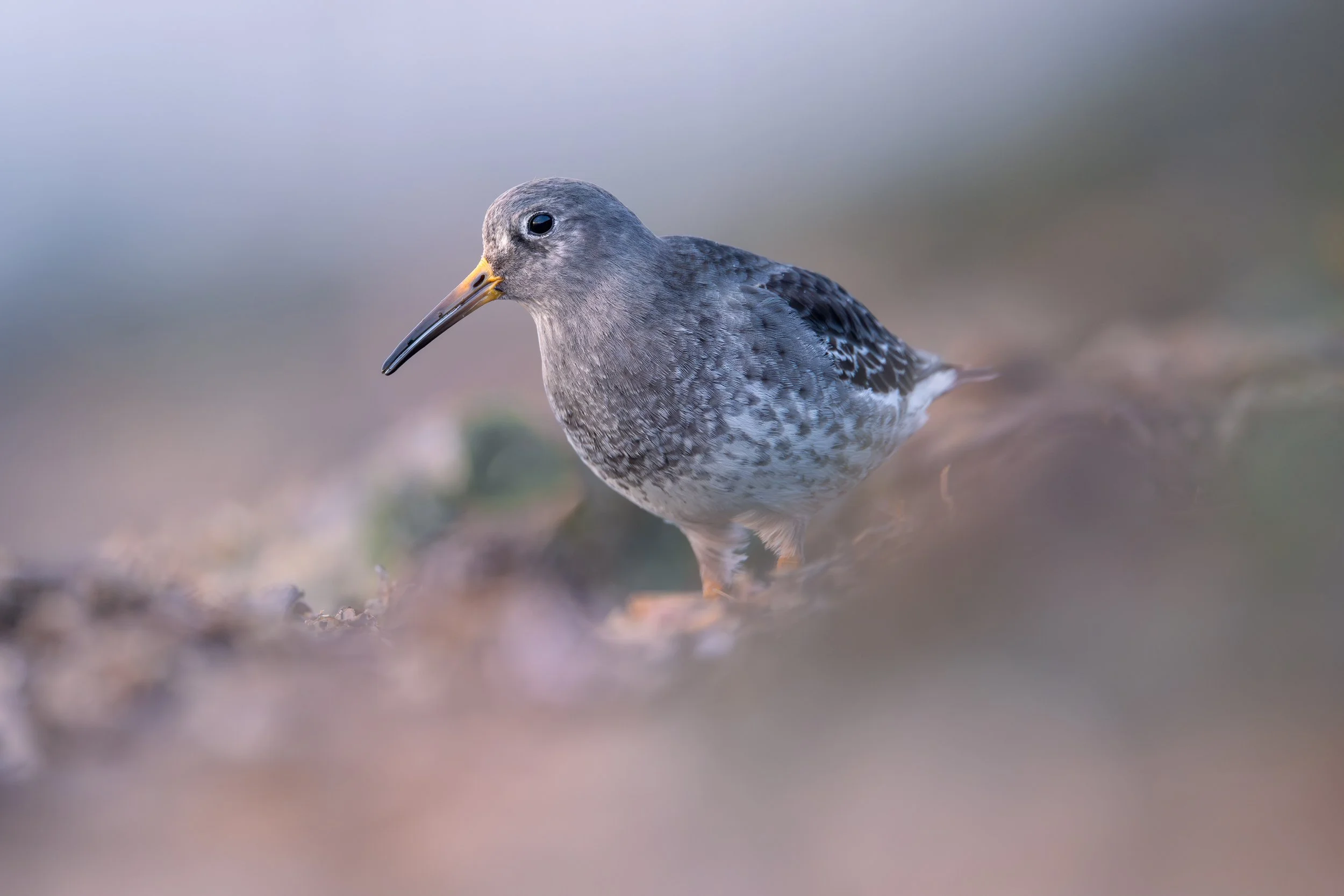 A close-up image of a gray and white speckled shorebird with a long, straight beak standing on a blurred sandy or earthy surface.