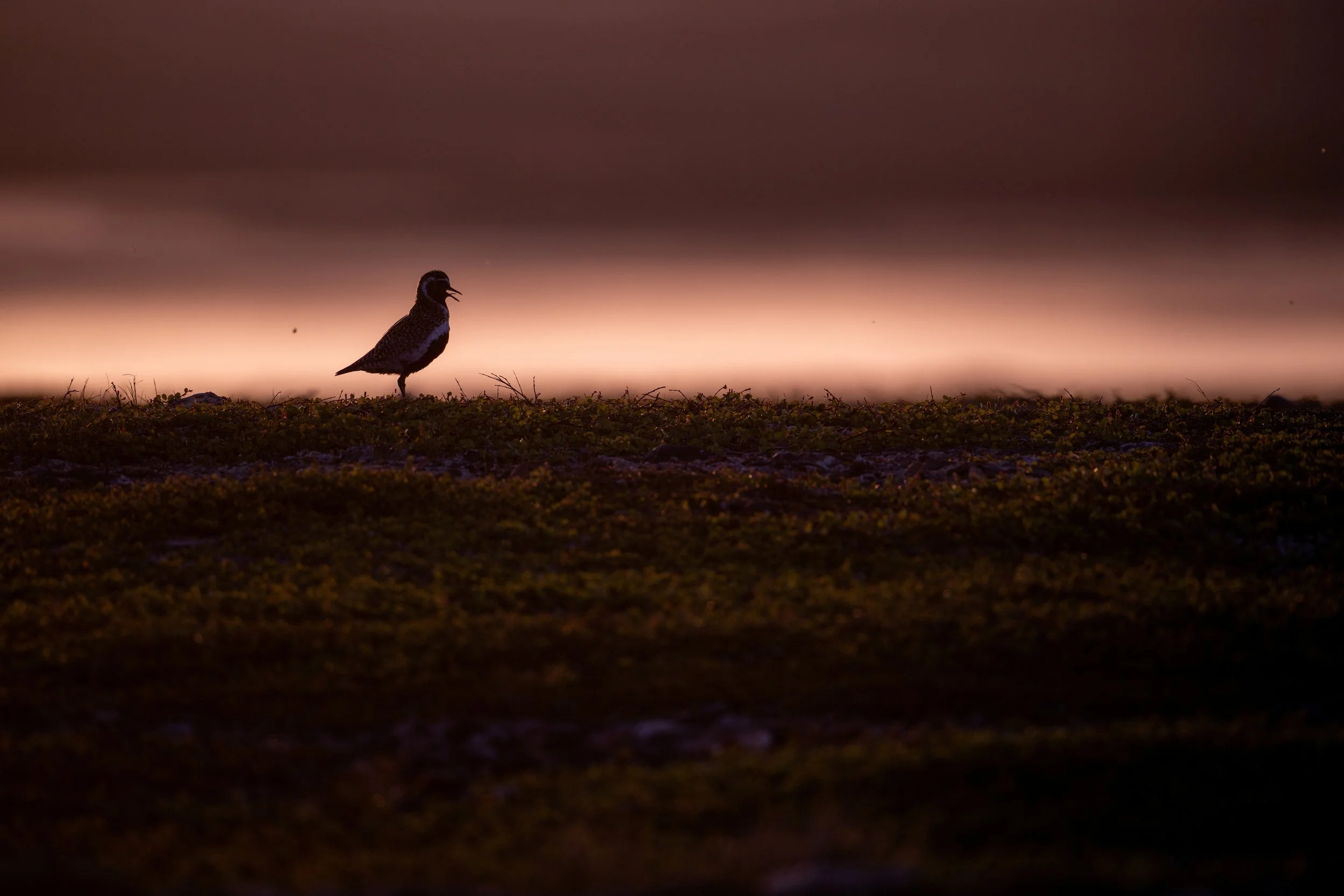 A bird standing on the ground at sunset or sunrise, with a dark sky and a faint star visible.