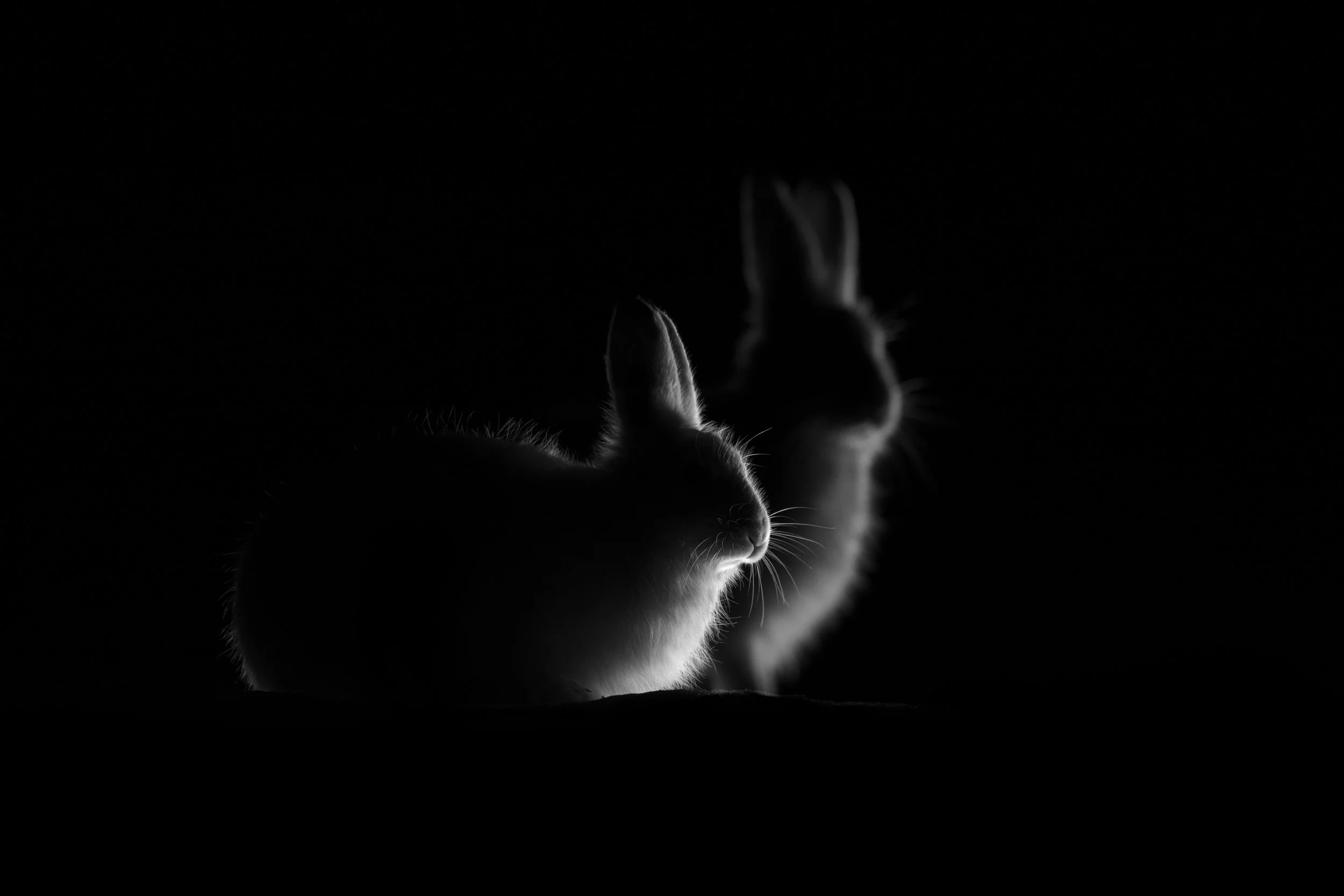 Mountain hare (H)
