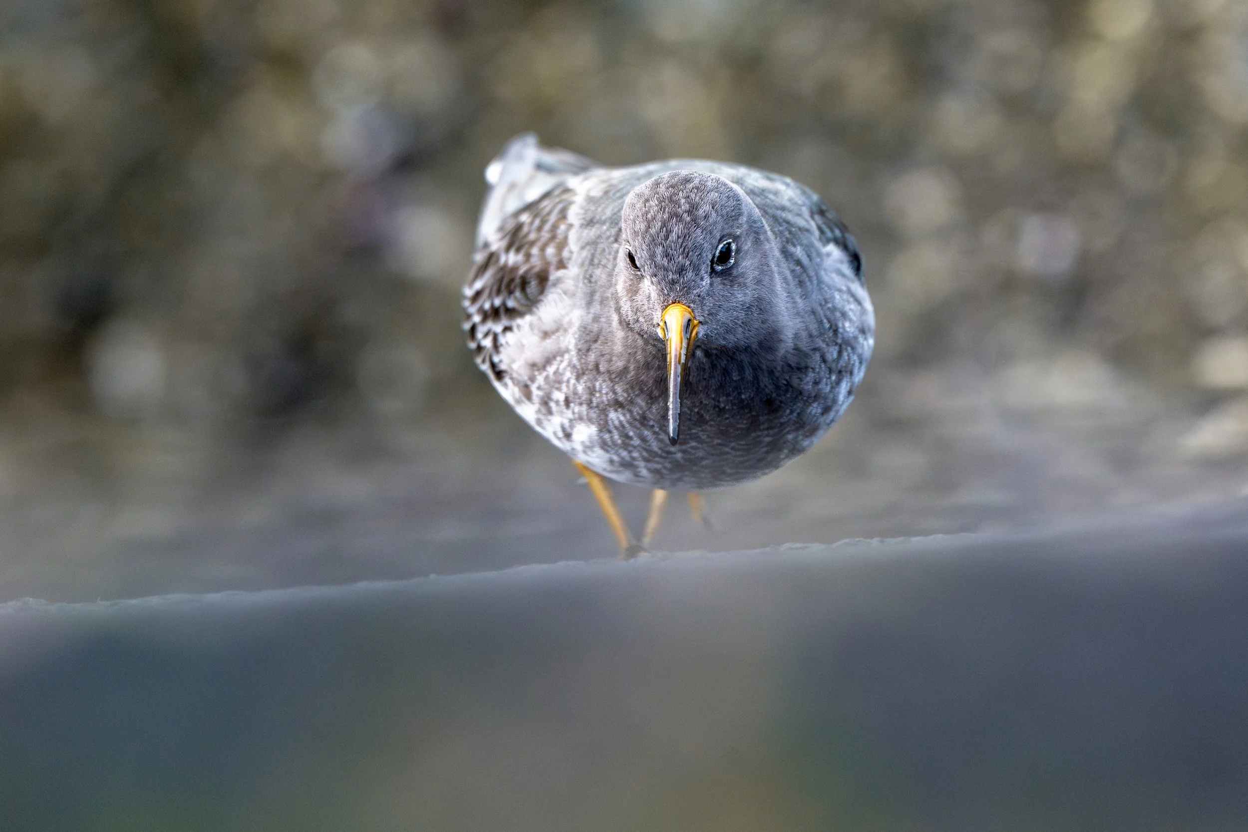 Purple sandpiper