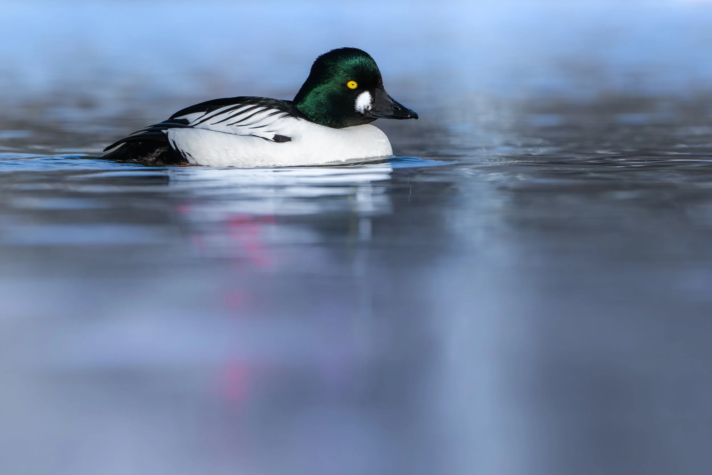 Common goldeneye