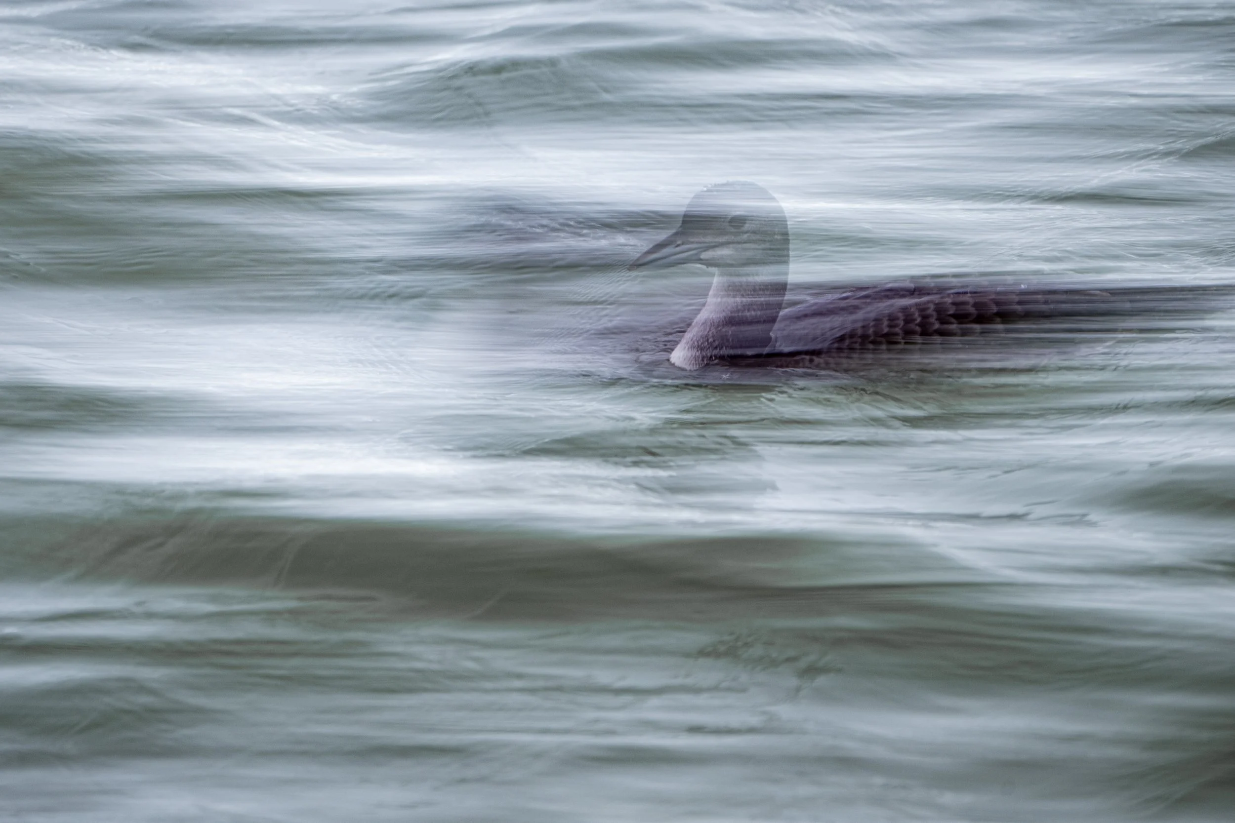 Great northern loon