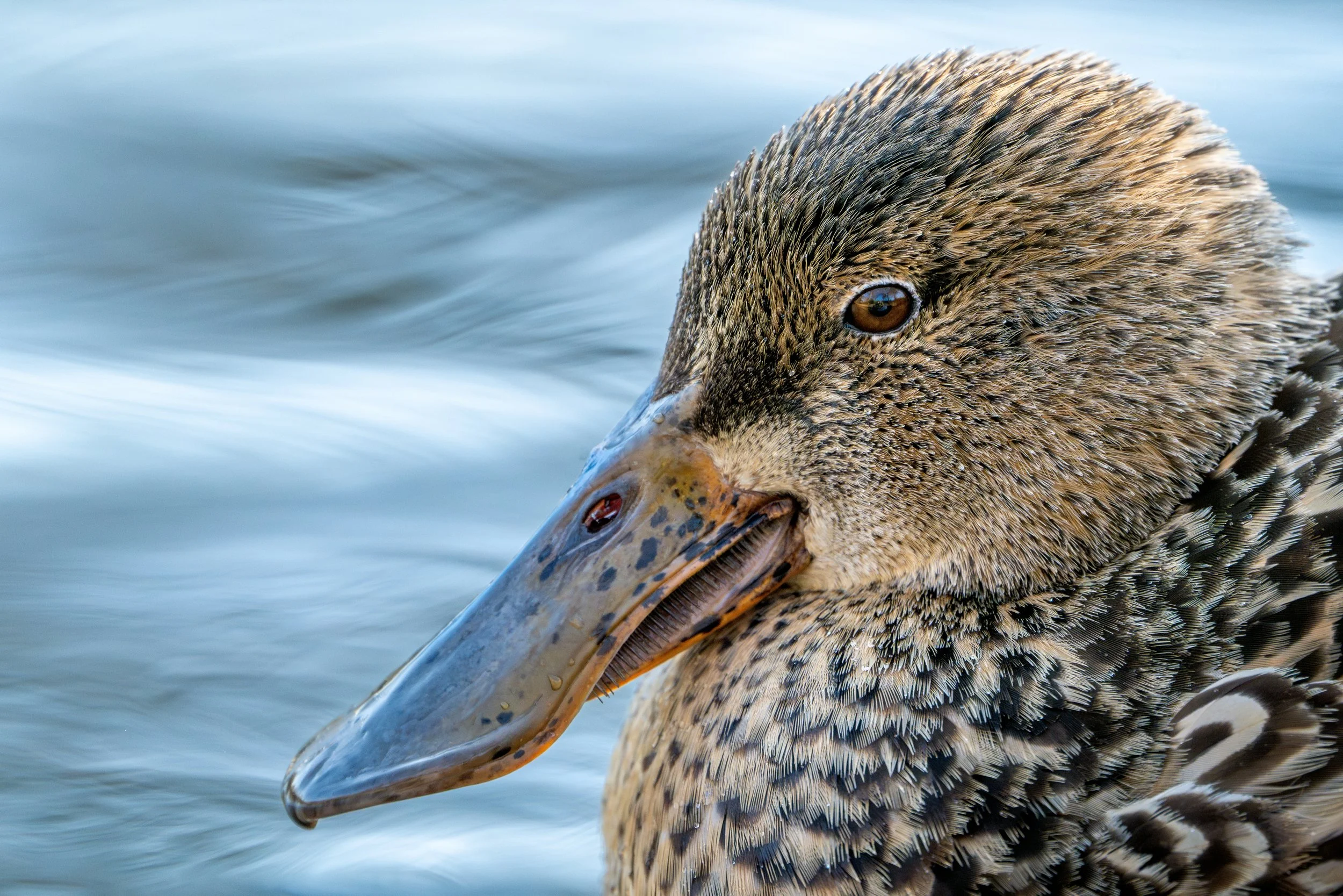 Northern shoveler