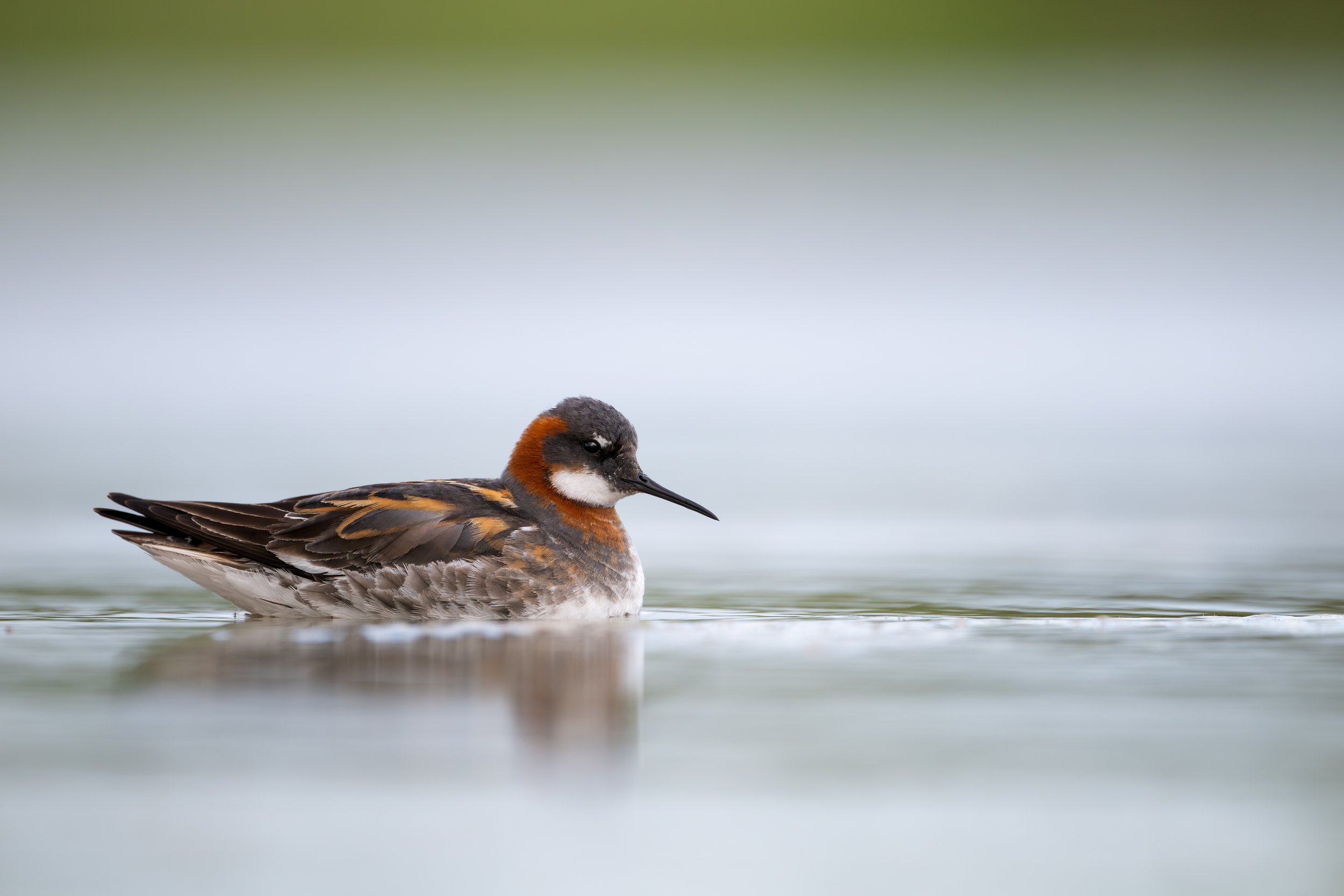 A small bird, likely a marbled teal, floating on water with a blurred green background.