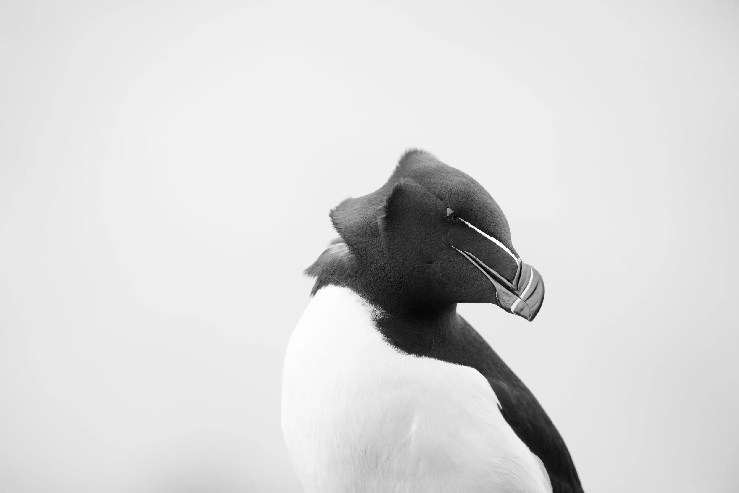 Black and white close-up photo of a puffin bird facing sideways with a white chest, black head and back, and a distinctive beak.
