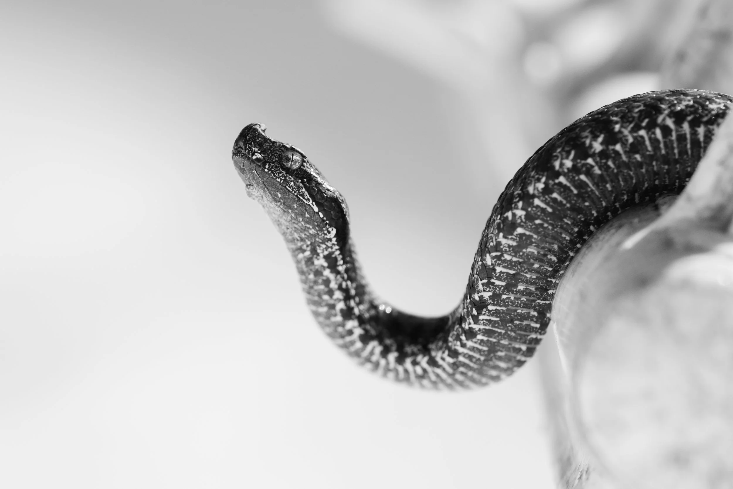 Close-up of a snake's head and part of its body in black-and-white, showing detailed scales and patterns.