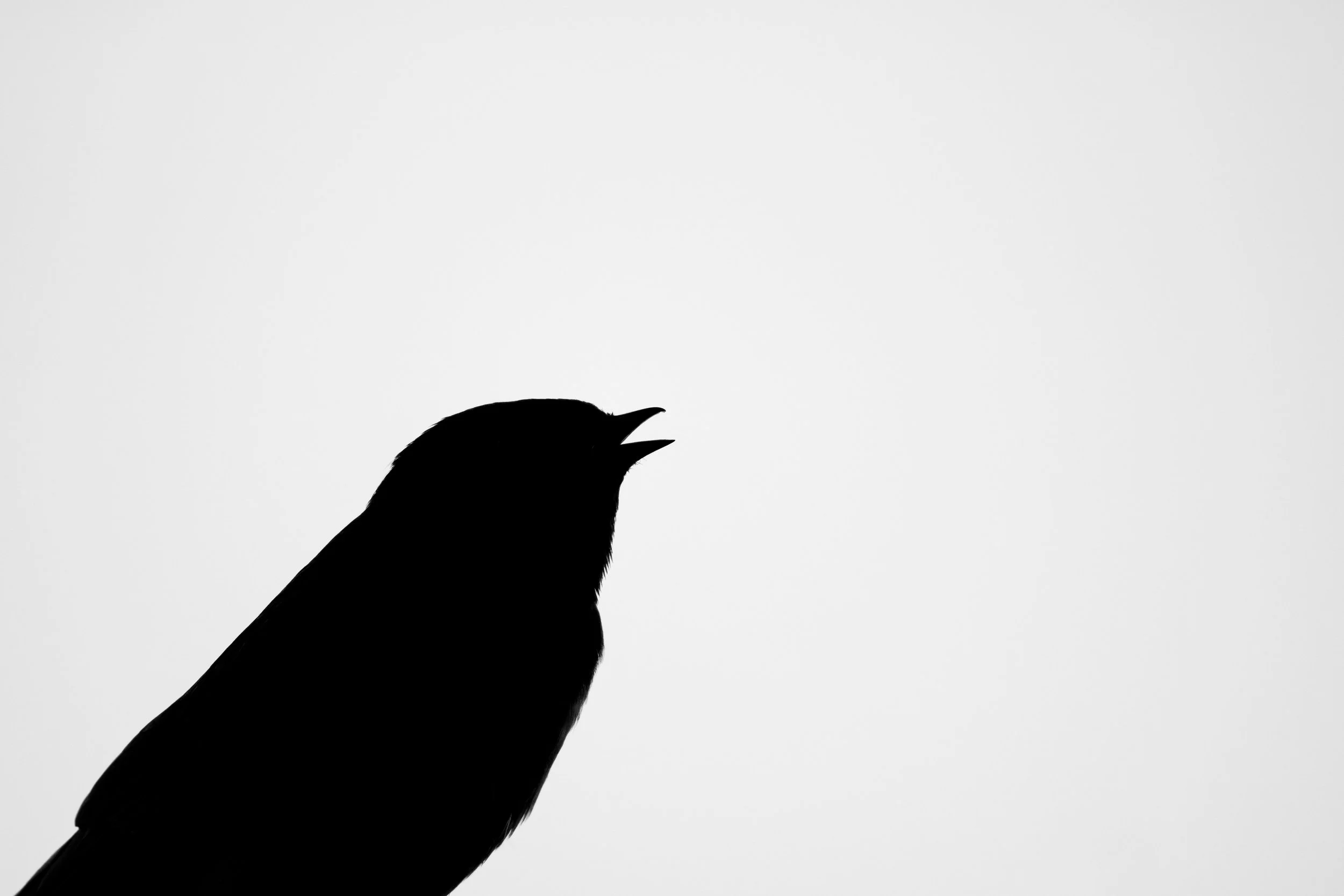 Barn swallow