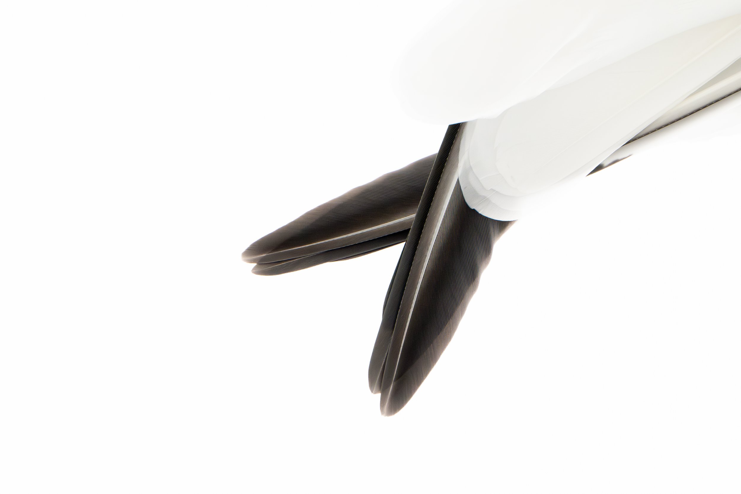 Black-legged kittiwake
